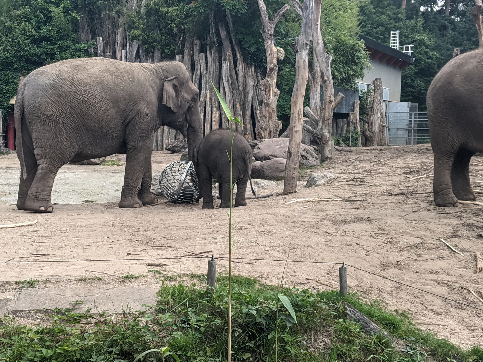 Outdoor views at DierenPark Amersfoort Amersfoort — family travel photo