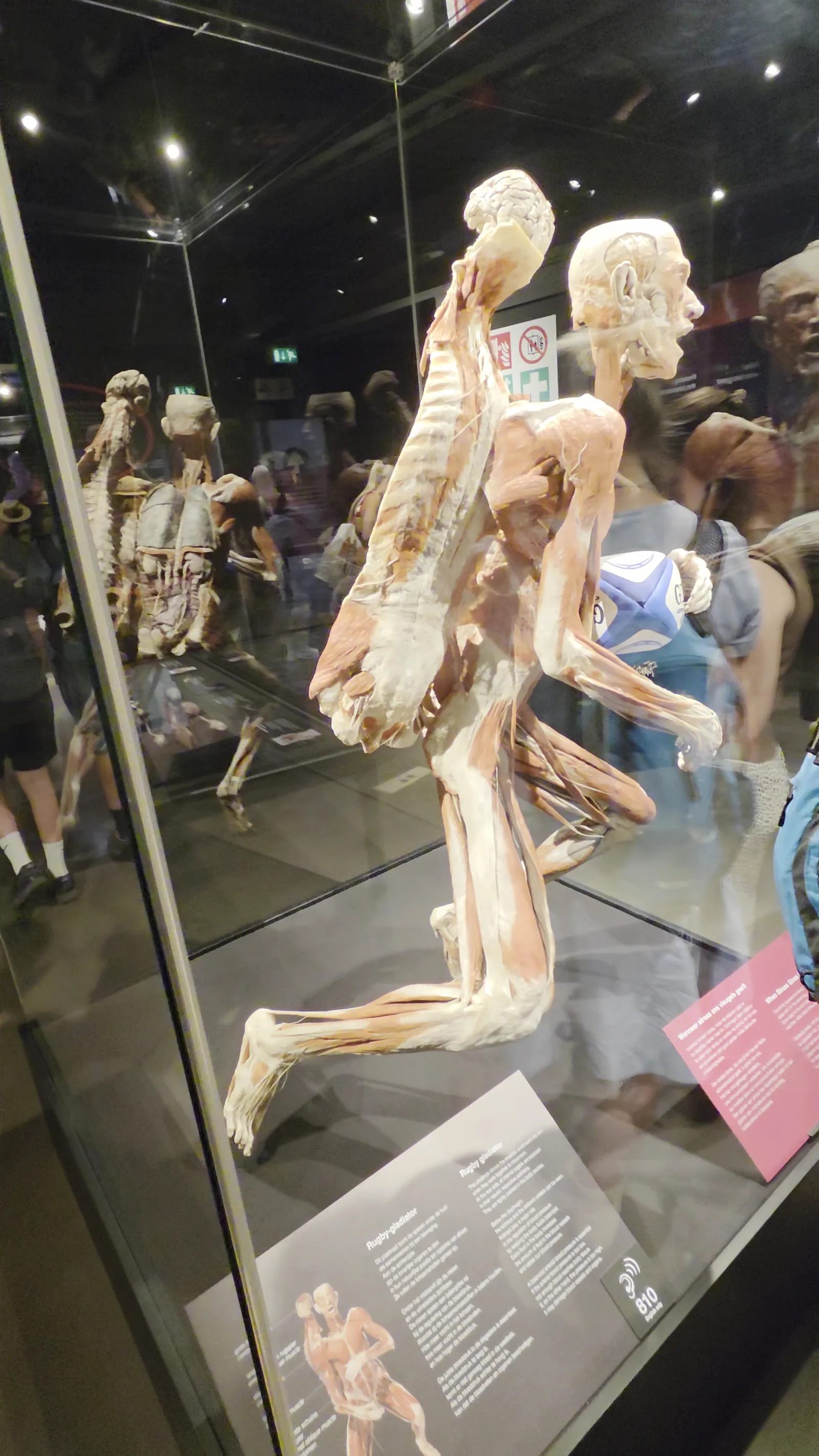 Interior at BODY WORLDS Amsterdam Amsterdam — travel photo