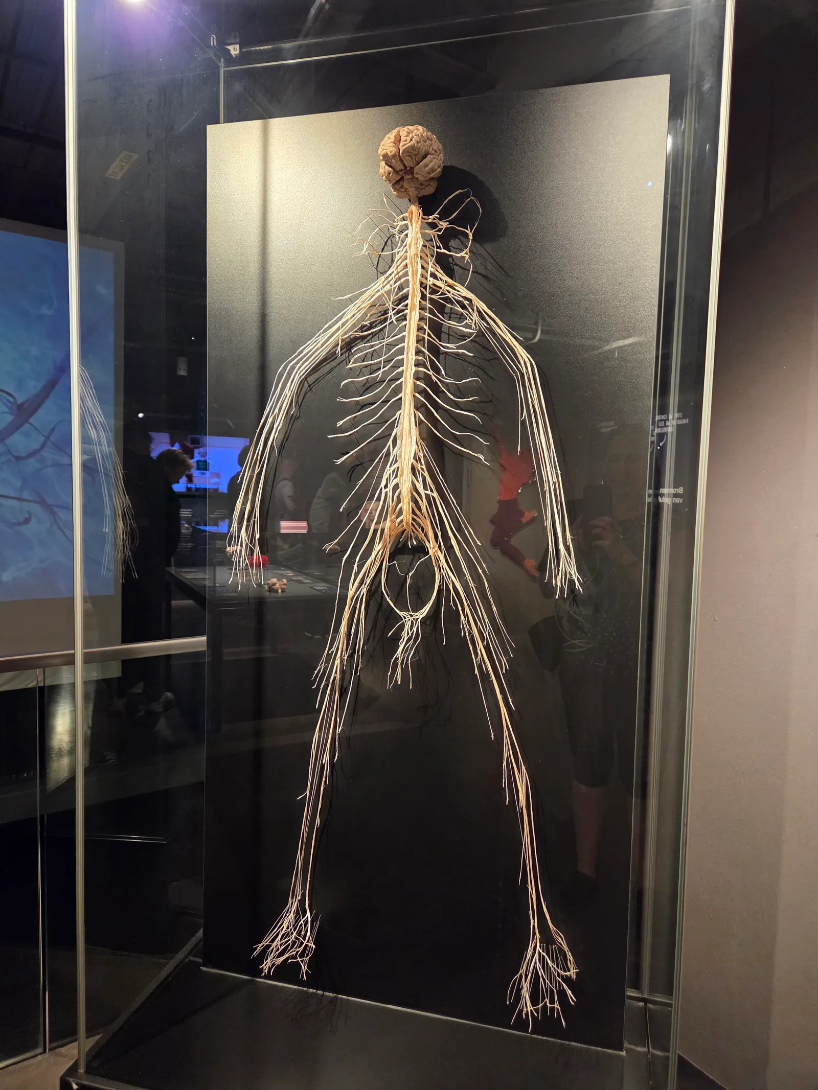 Details at BODY WORLDS Amsterdam Amsterdam — travel photo