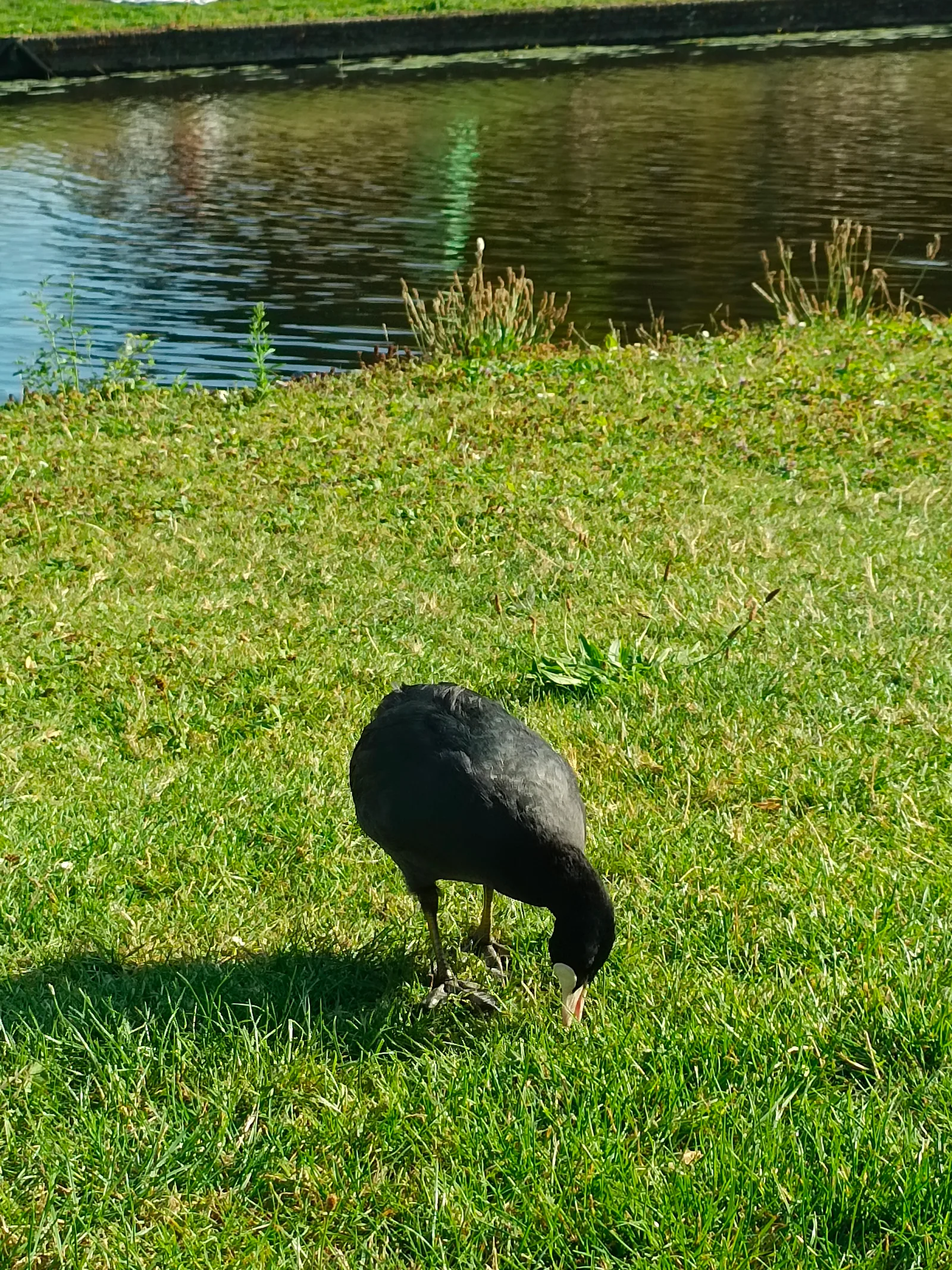 Main view at Erasmuspark Amsterdam — travel photo