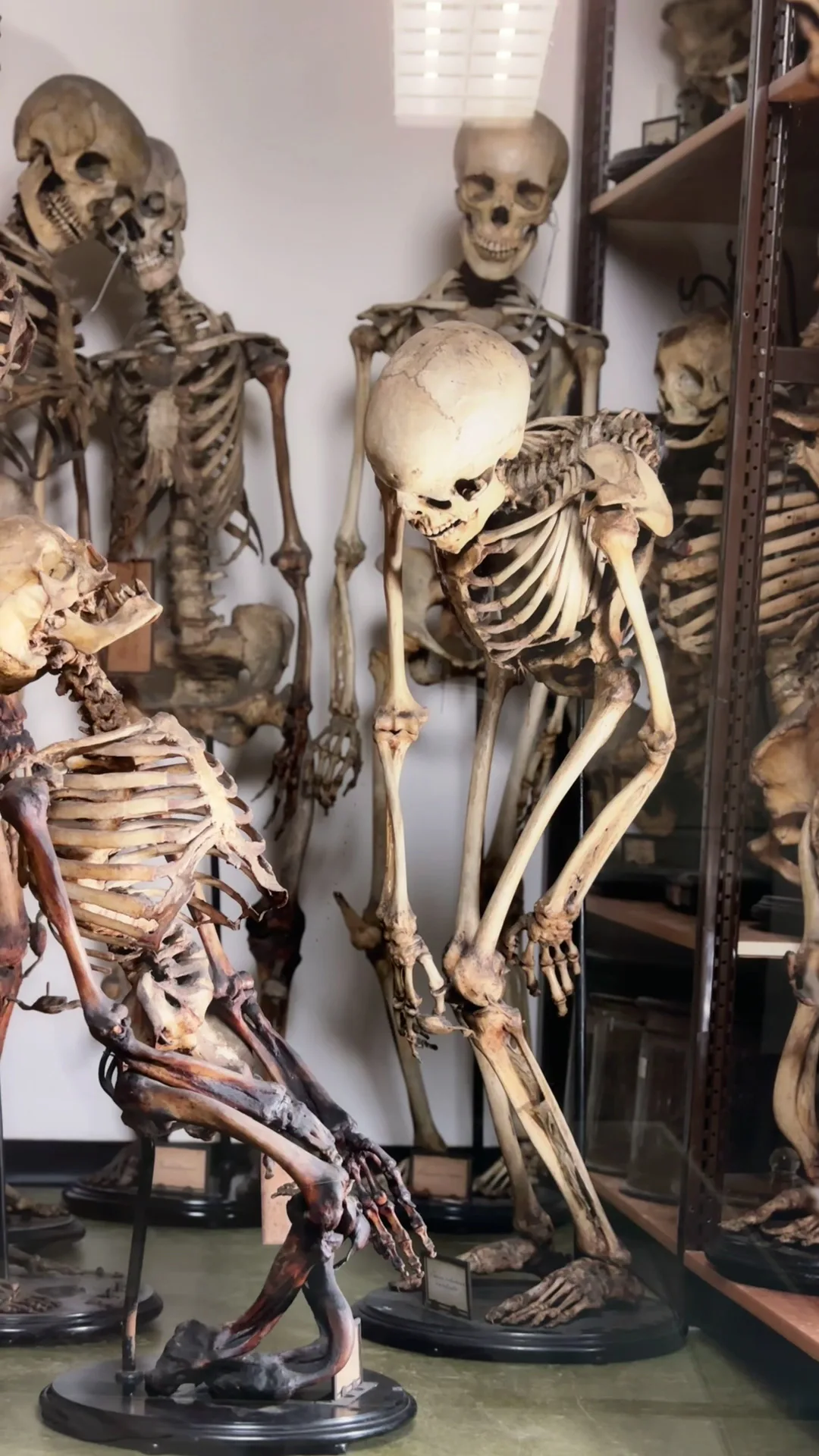 Interior at Museum Vrolik Amsterdam — travel photo