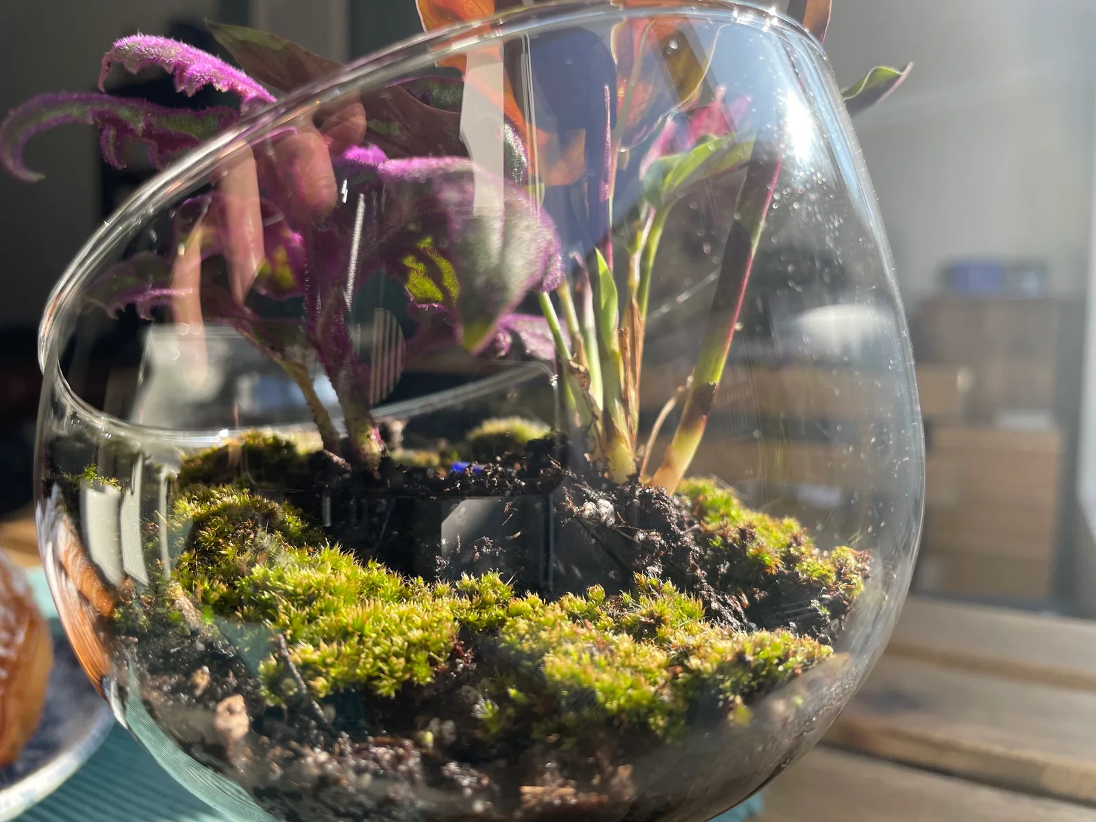 Details at NADA - Nature Aquarium and Design Antwerp Antwerp — travel photo