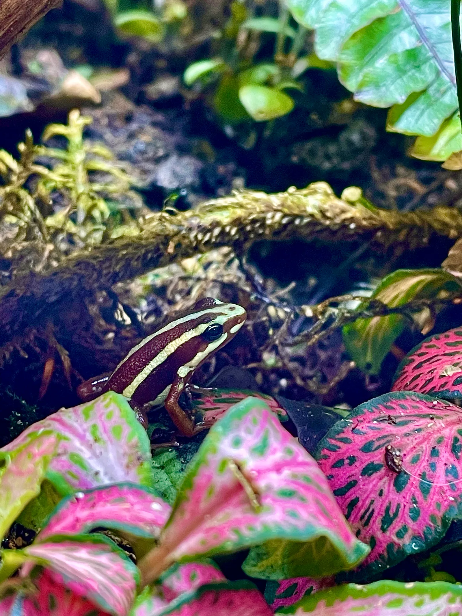 Atmosphere at NADA - Nature Aquarium and Design Antwerp Antwerp — travel photo