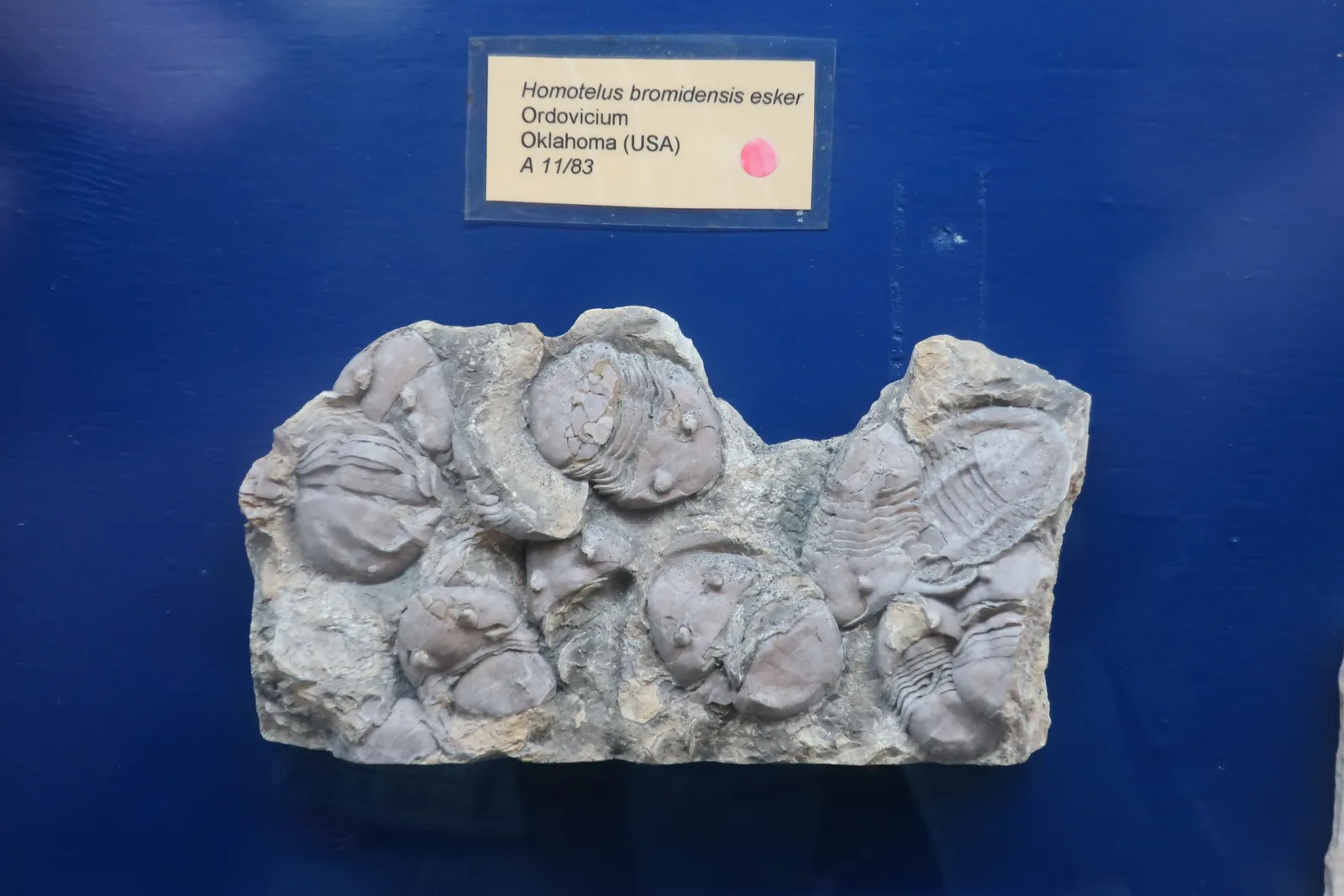 Atmosphere at Natuurhistorisch Museum Boekenberg Deurne Antwerp — travel photo
