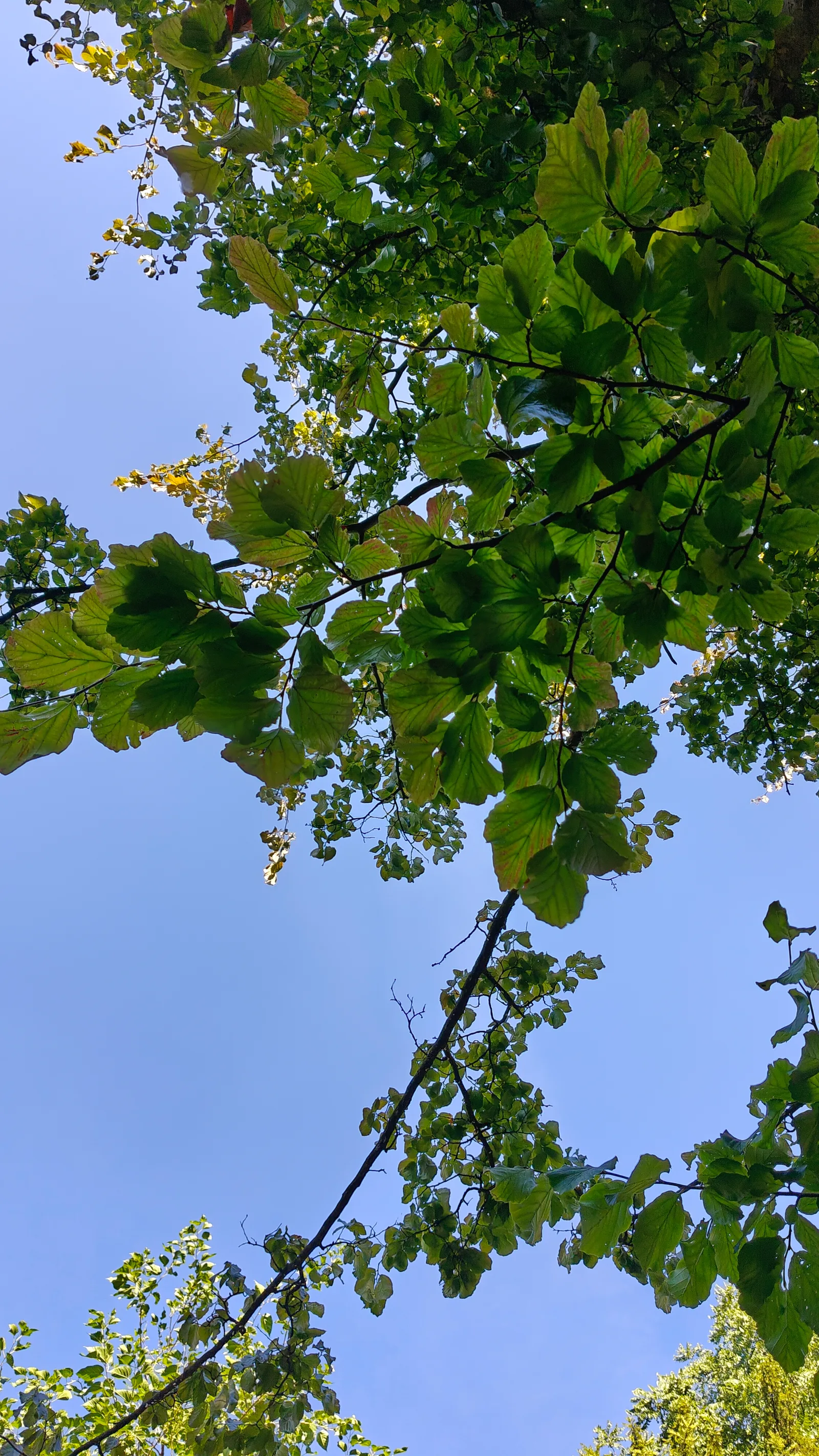 Main view at Plantentuin Antwerp — travel photo