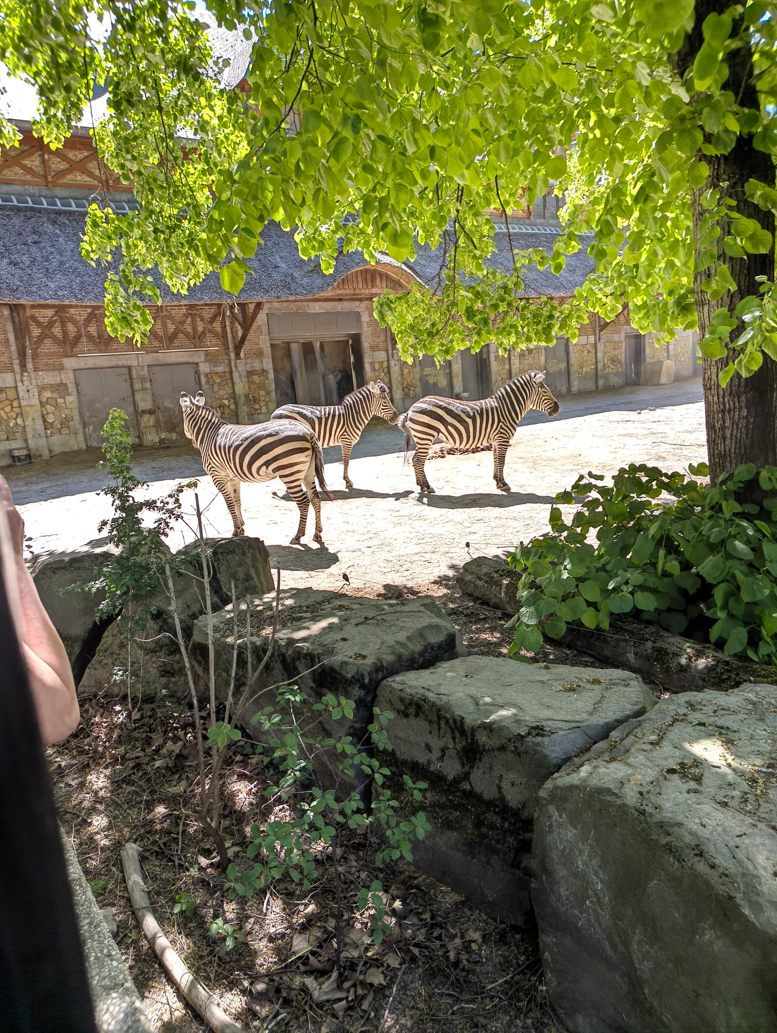 Details at Zoo Antwerpen Antwerp — travel photo