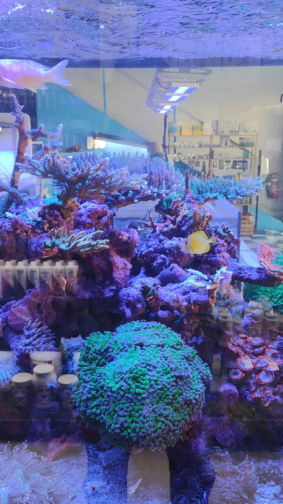 Atmosphere at Aquario.gr Athens — travel photo