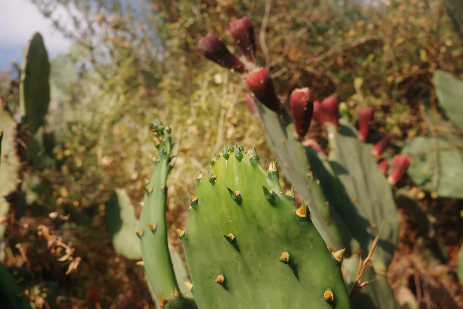Details at Park of the Torn Stone Athens — travel photo
