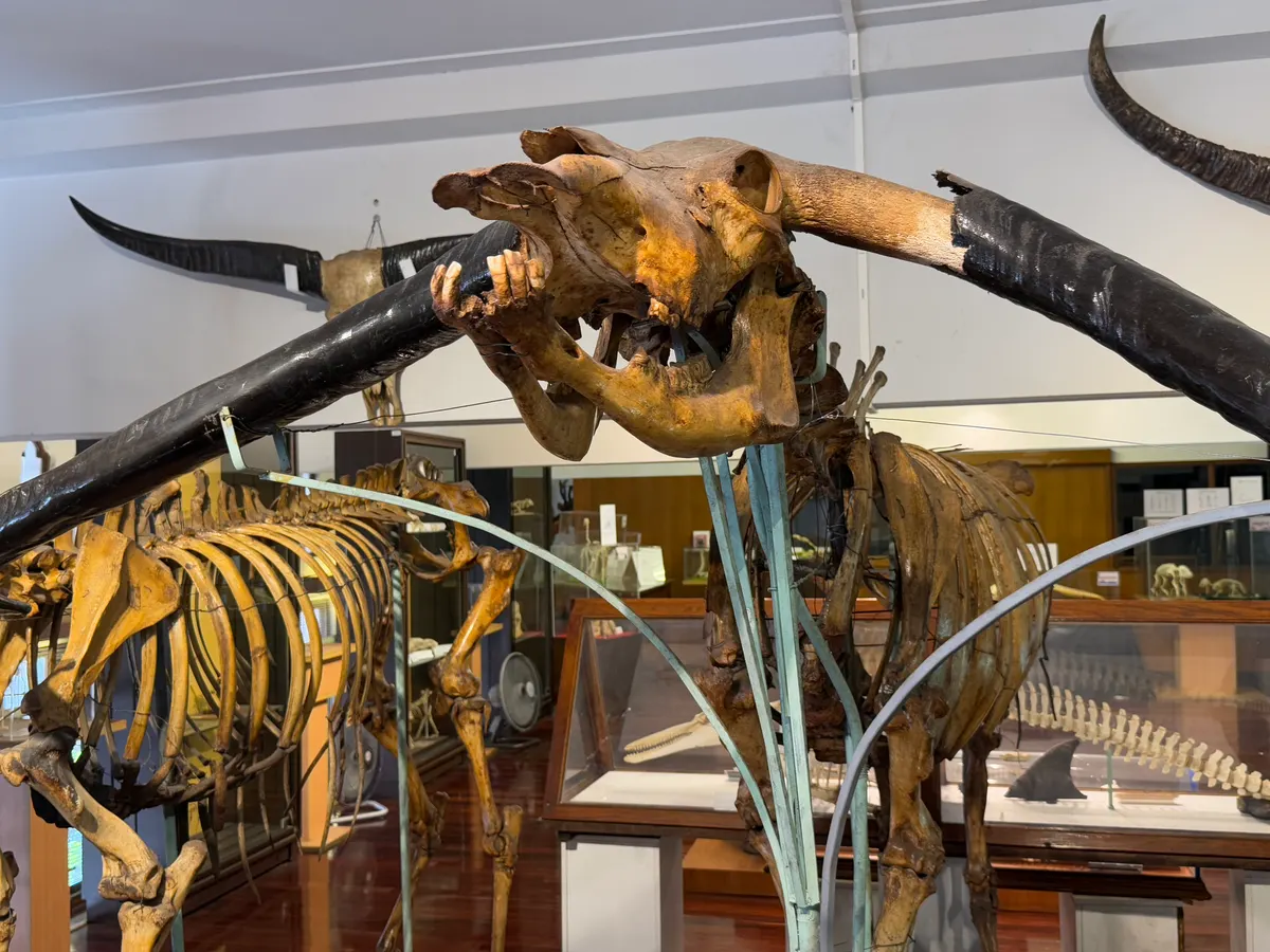 Main view at Chulalongkorn University Museum of Natural History Bangkok — travel photo