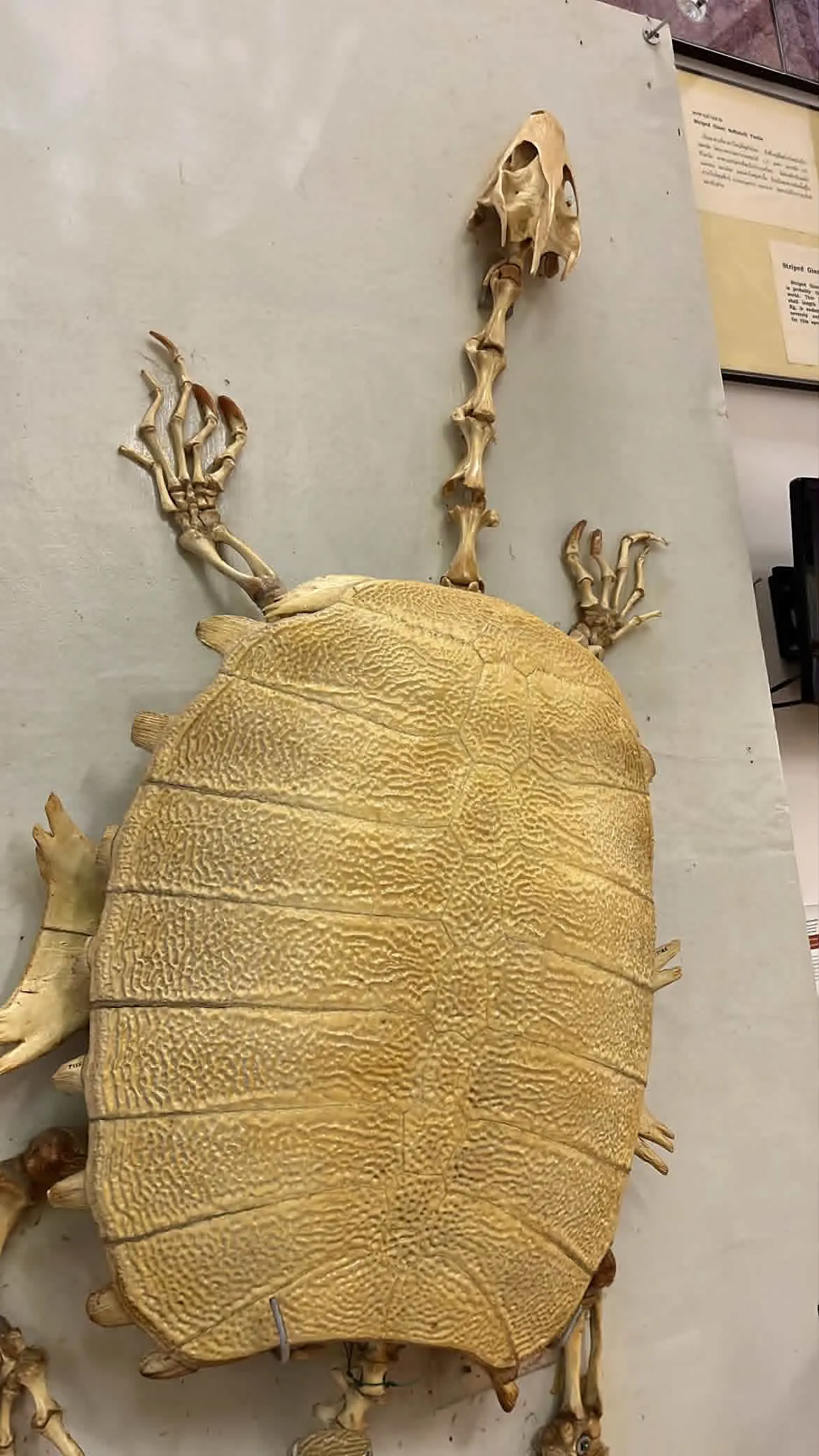 Chulalongkorn University Museum of Natural History