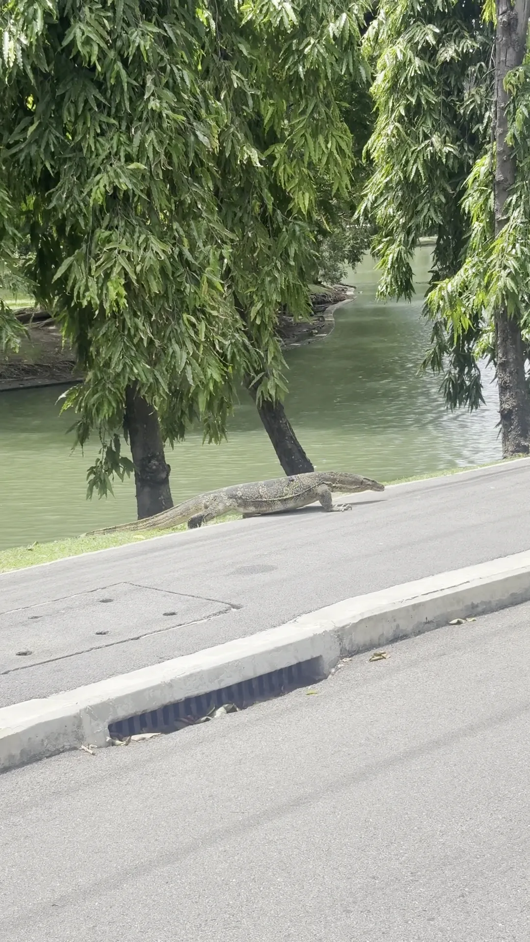 Lumphini Park — family guide Bangkok