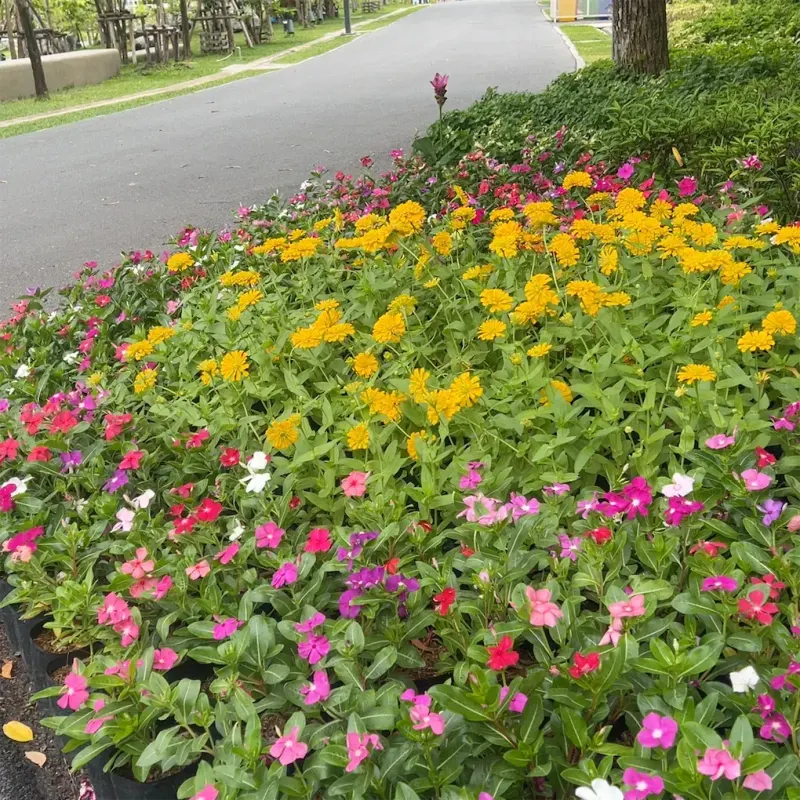 Queen Sirikit Park