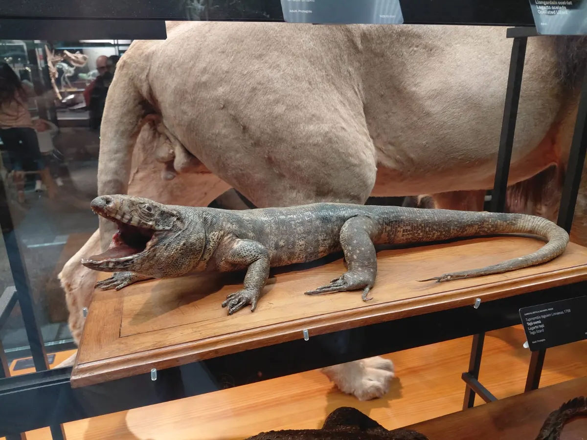 Main view at Museum of Natural Sciences of Barcelona Barcelona — travel photo