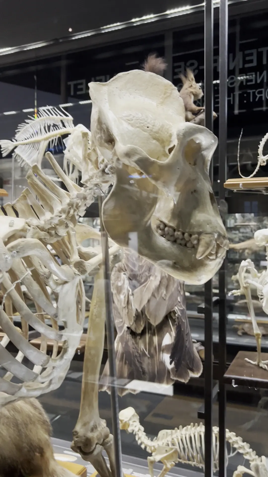 Interior at Museum of Natural Sciences of Barcelona Barcelona — travel photo
