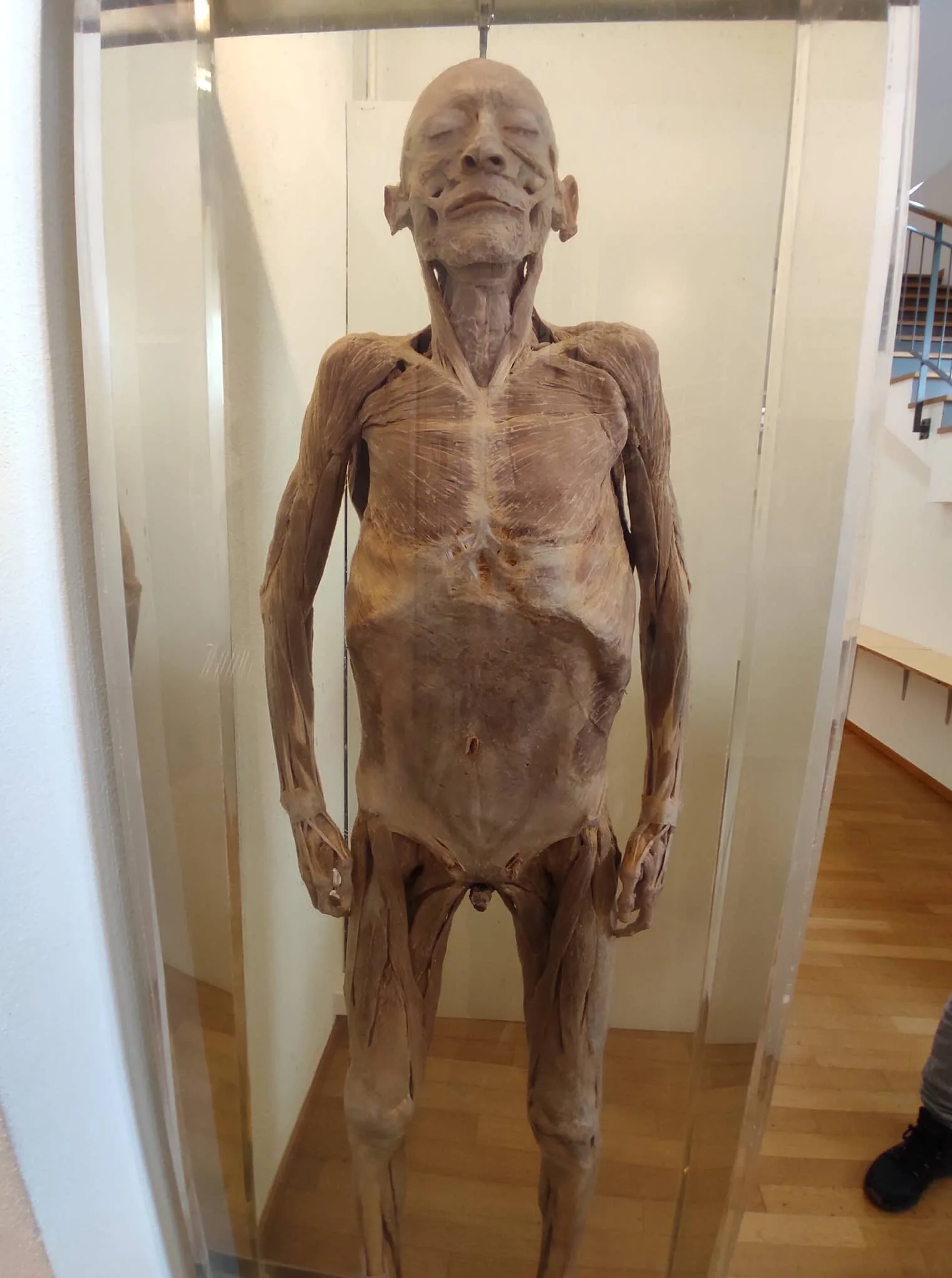 Main view at Anatomical Museum of the University of Basel Basel — travel photo