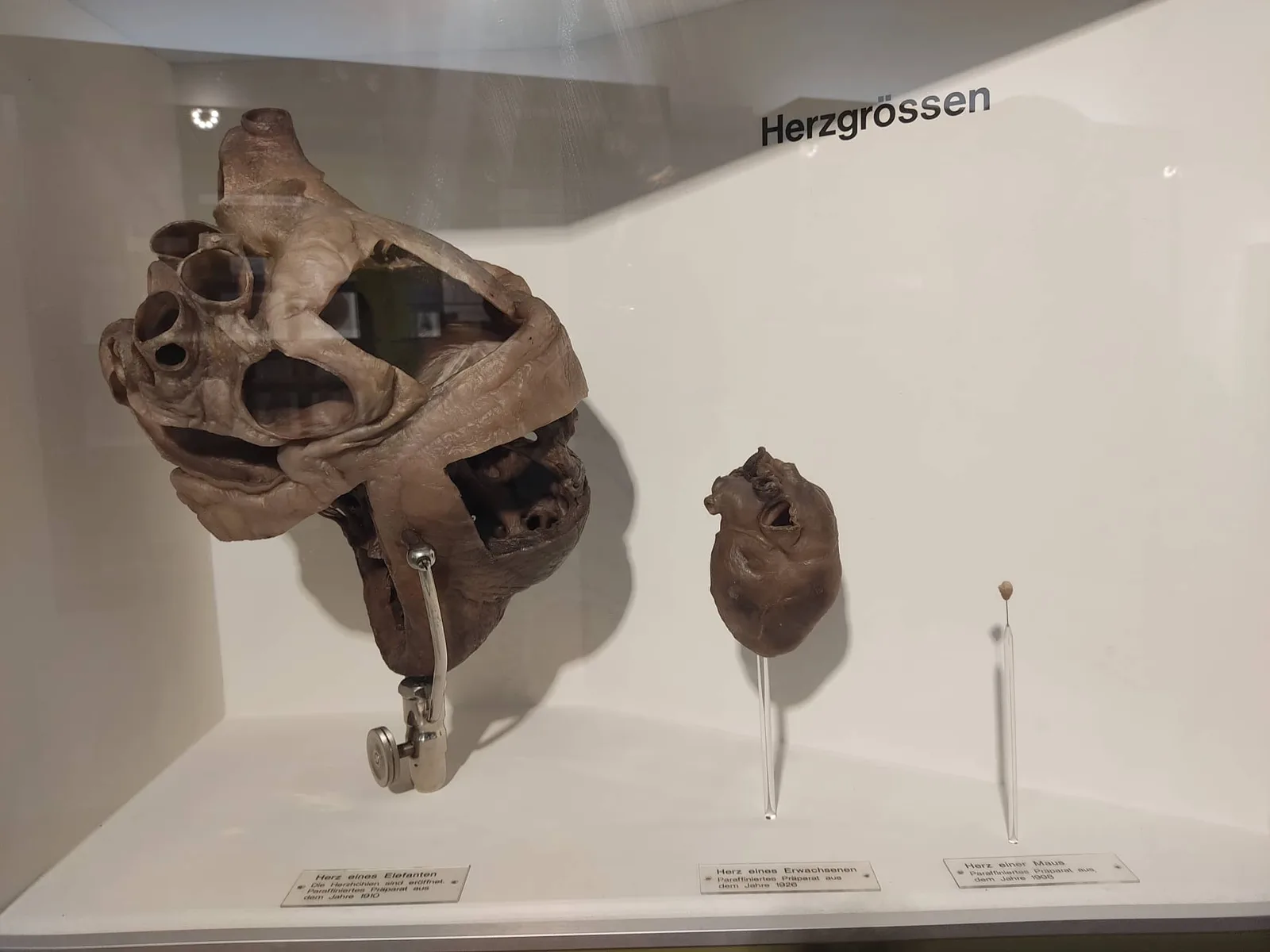 Interior at Anatomical Museum of the University of Basel Basel — travel photo