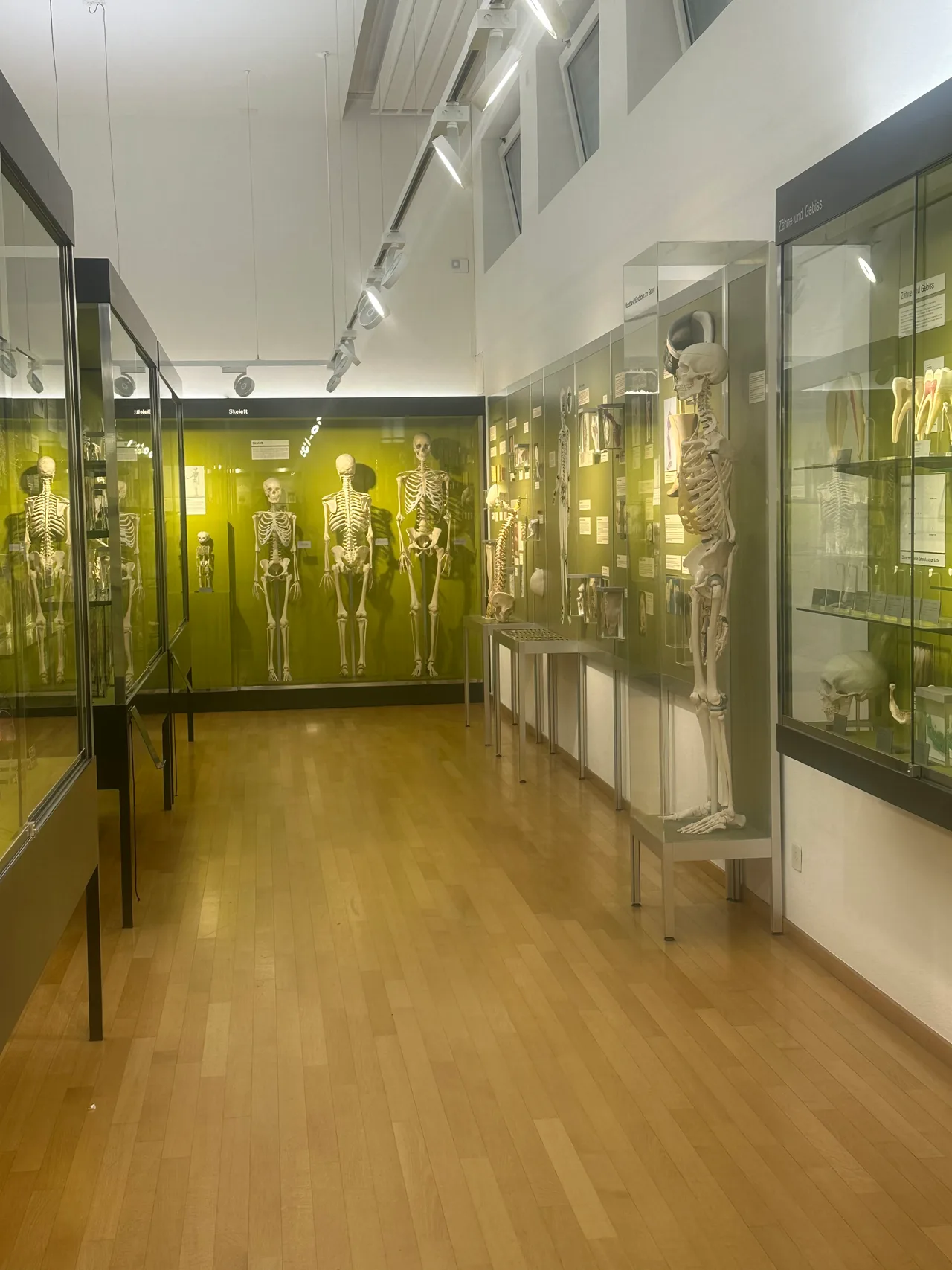 Anatomical Museum of the University of Basel