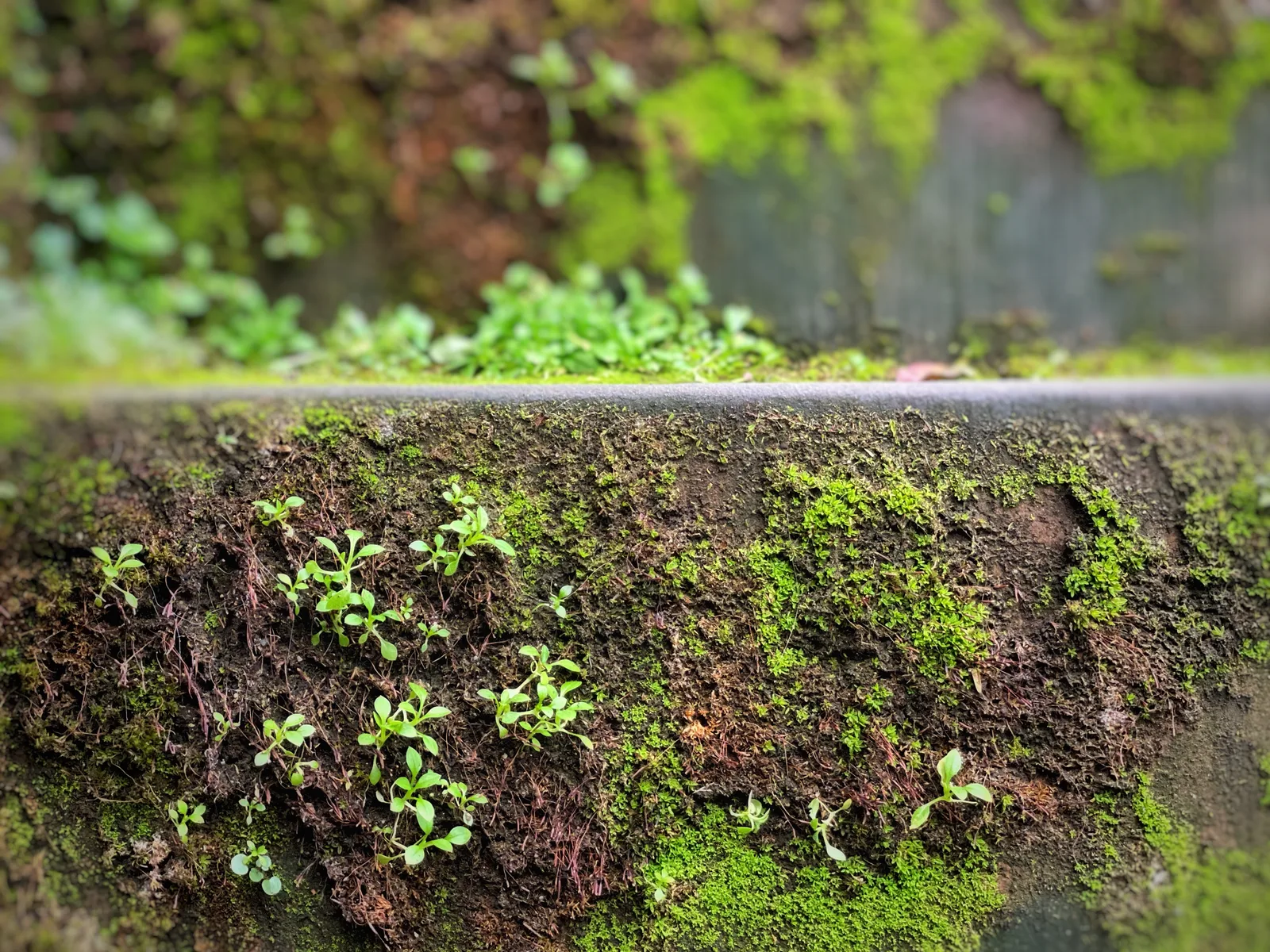Details at Garten der Alten Universität Basel — travel photo