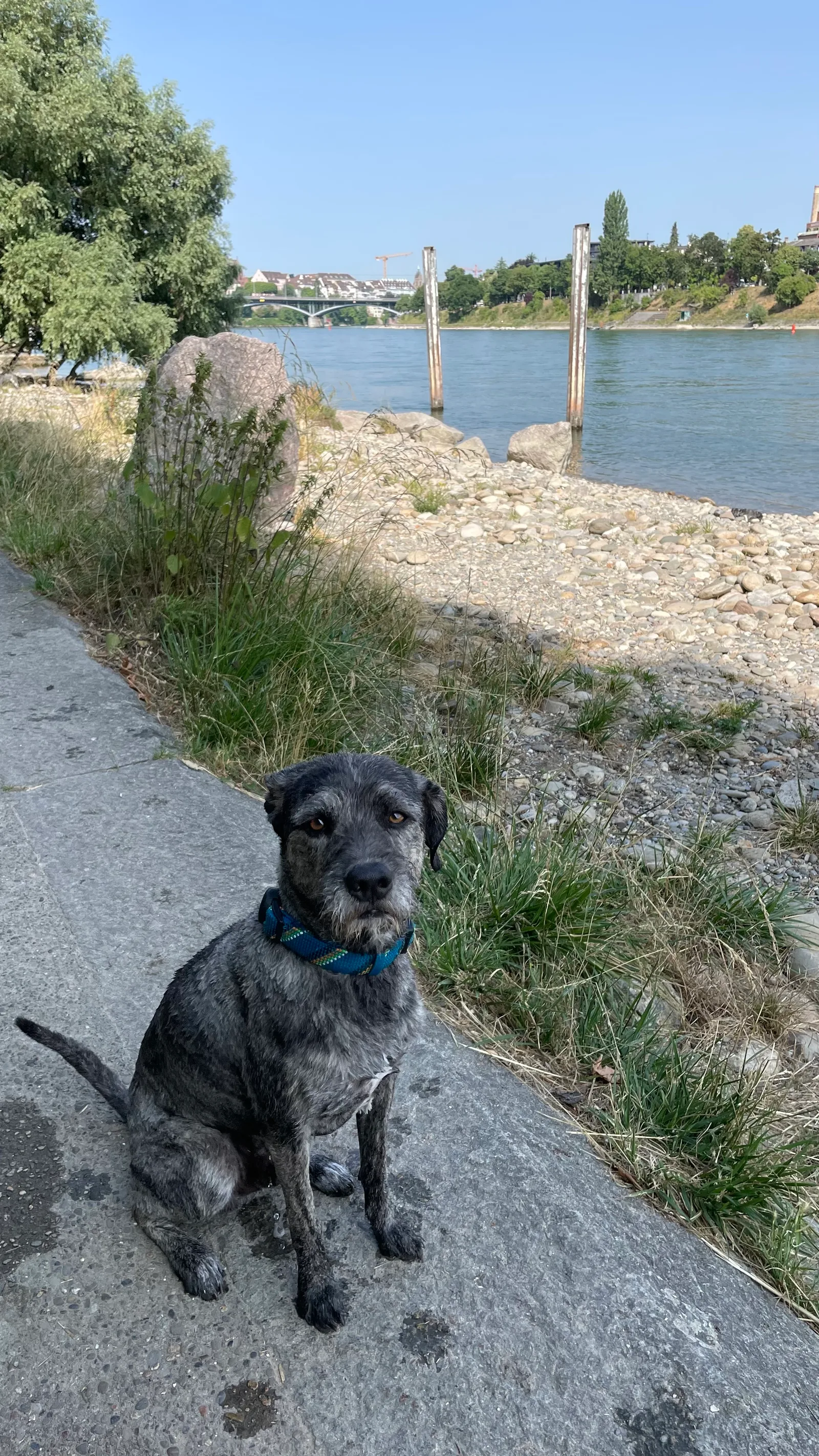 Main view at Hundestrand Basel Basel — travel photo