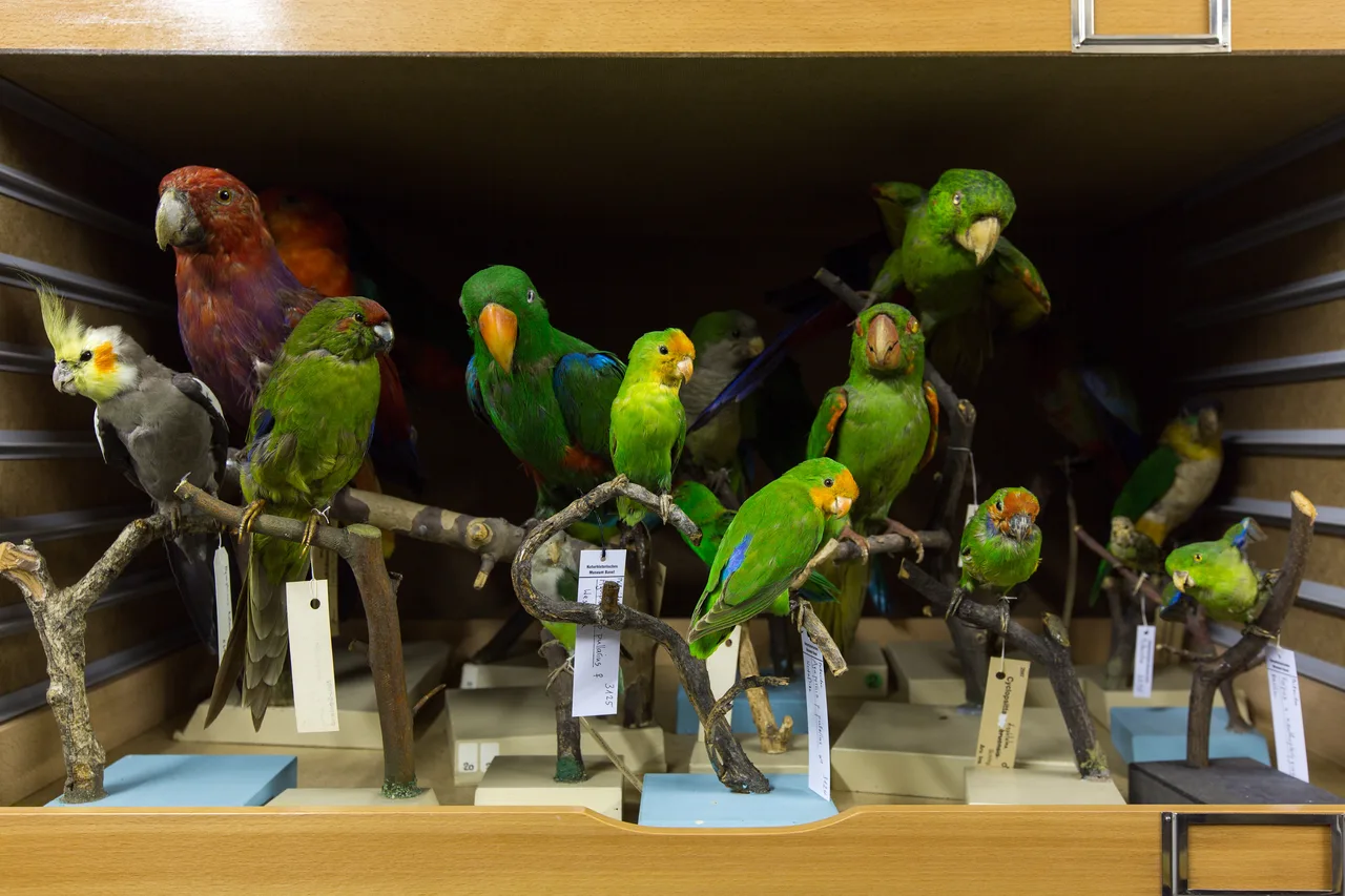 Museum of Natural History Basel