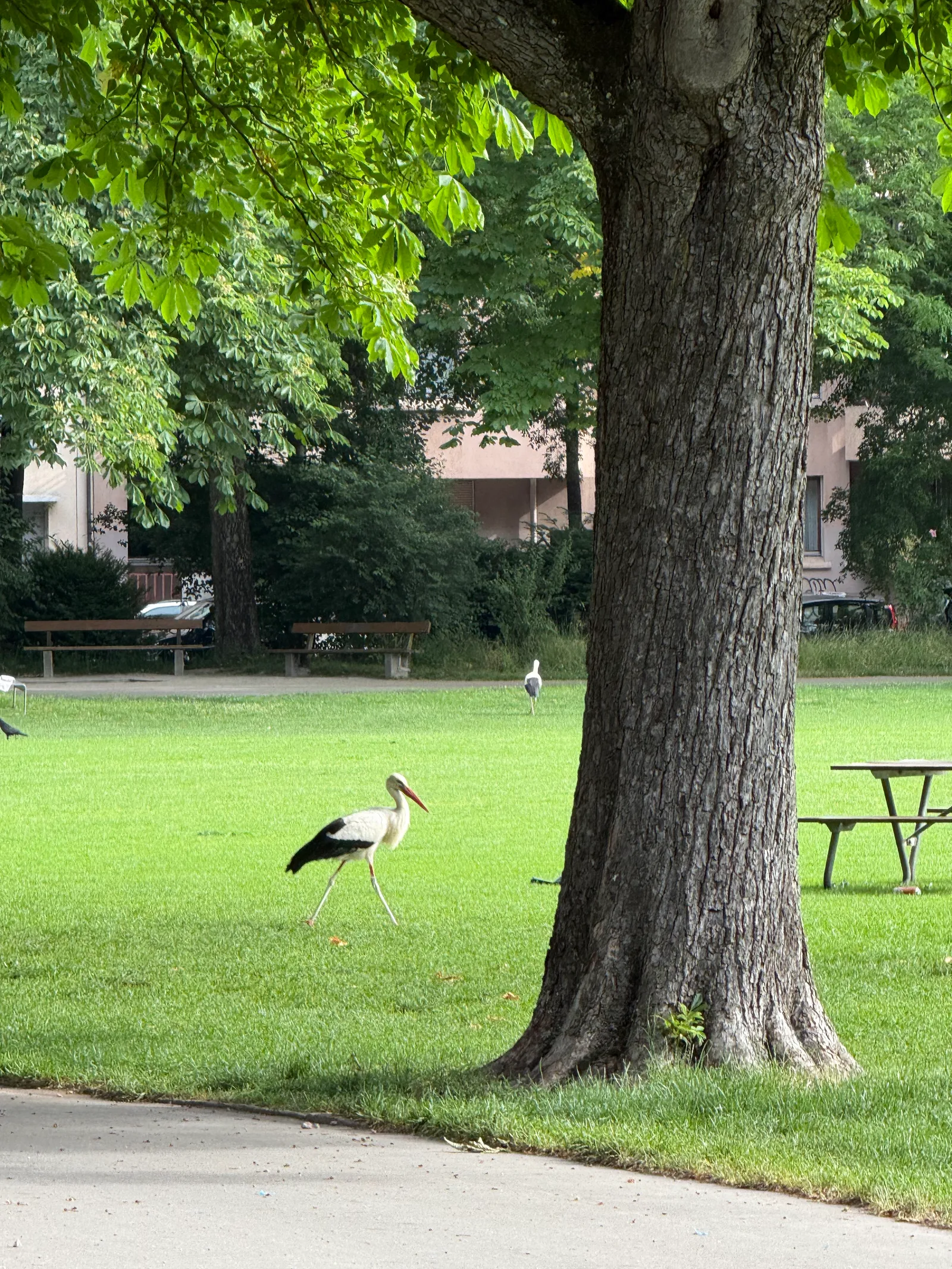 Atmosphere at Schützenmattpark Basel — travel photo