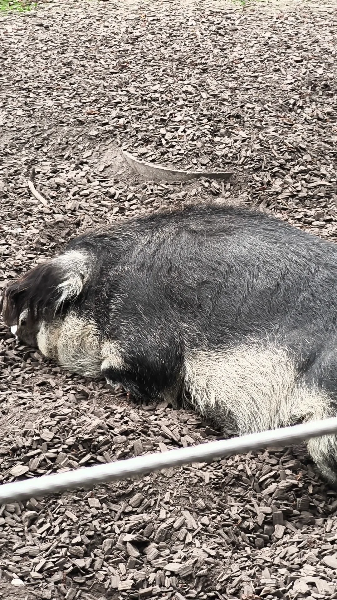 Main view at Tierpark Lange Erlen Basel — travel photo