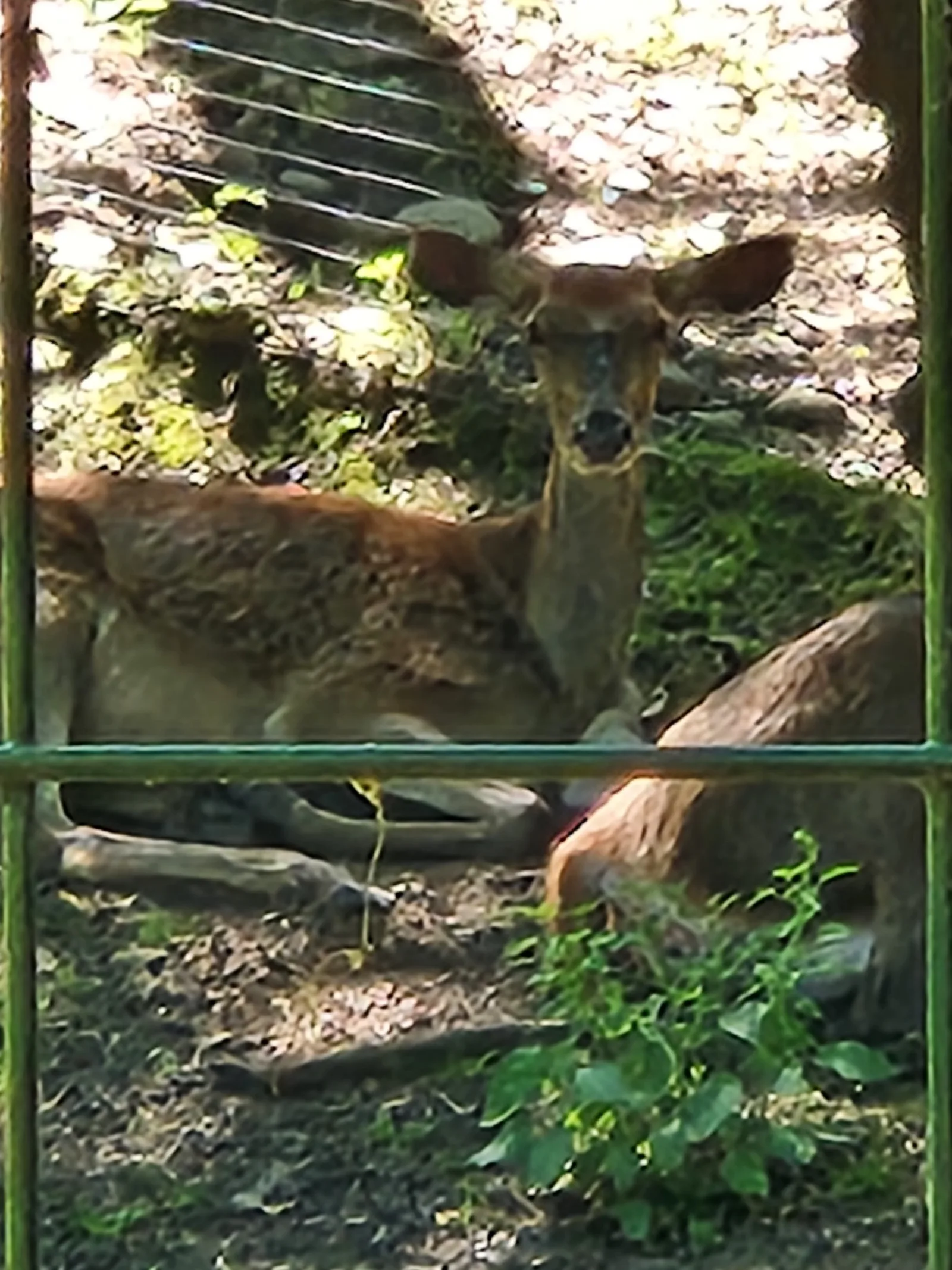 Atmosphere at Tierpark Lange Erlen Basel — travel photo