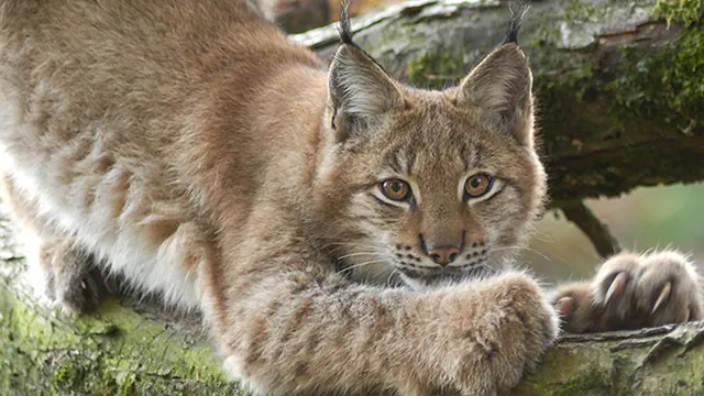 Tierpark Lange Erlen