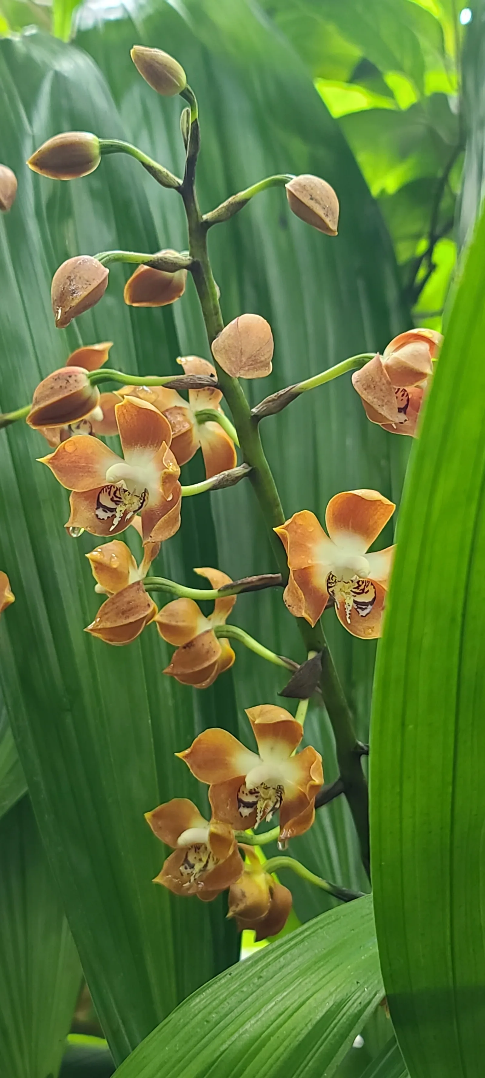 Atmosphere at University of Basel Botanical Garden Basel — travel photo