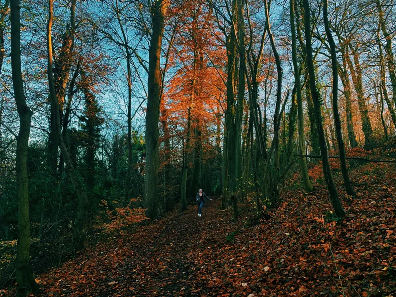 Carrs Wood Trail