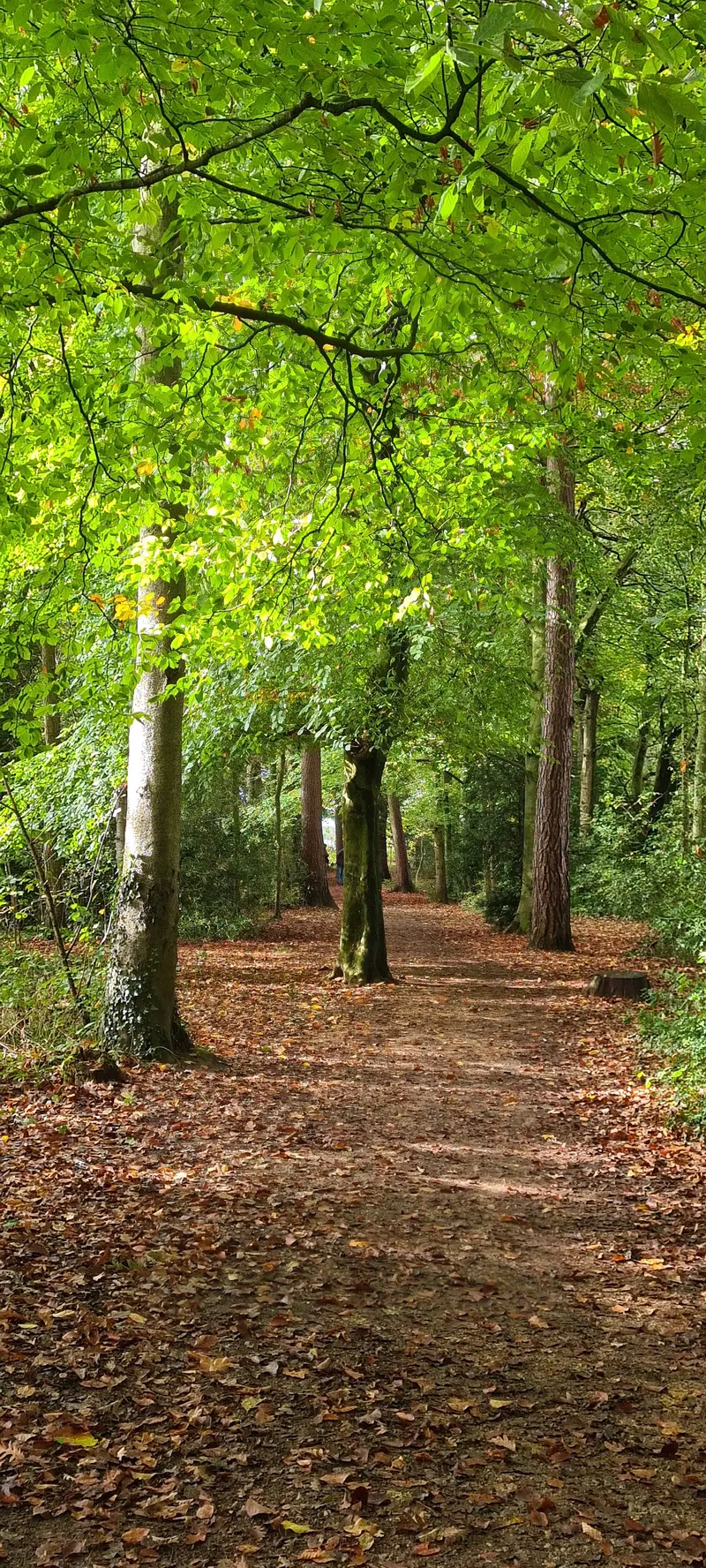 Long Wood