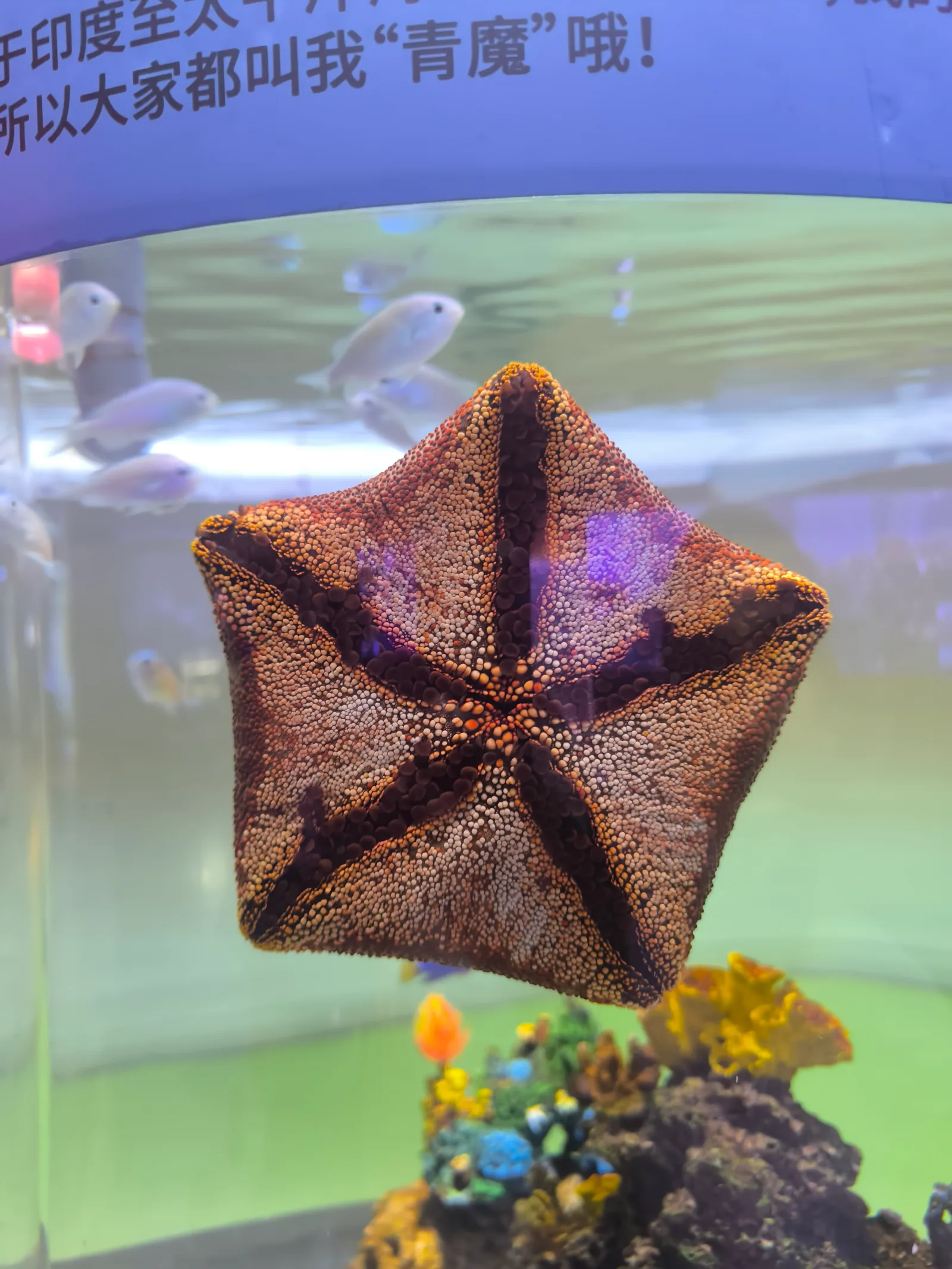 Atmosphere at Beijing Aquarium Beijing — travel photo
