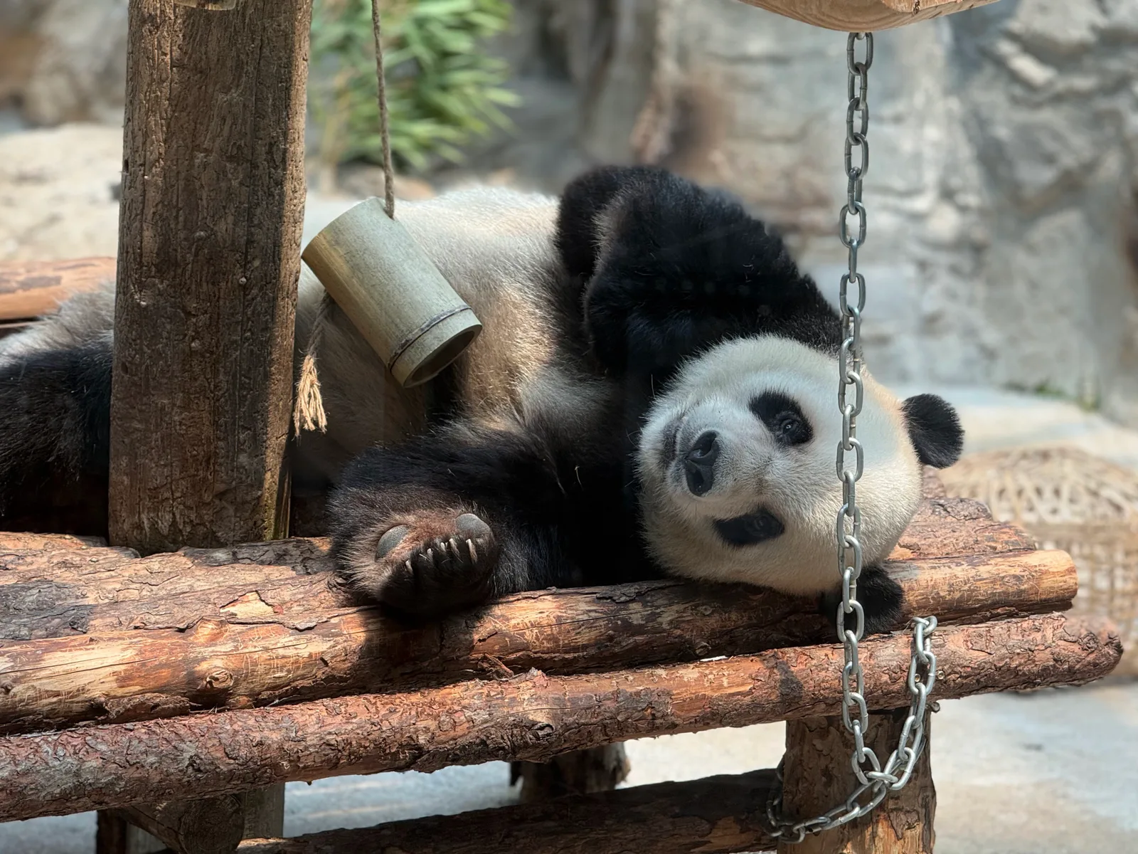 Main view at Beijing Zoo Beijing — travel photo