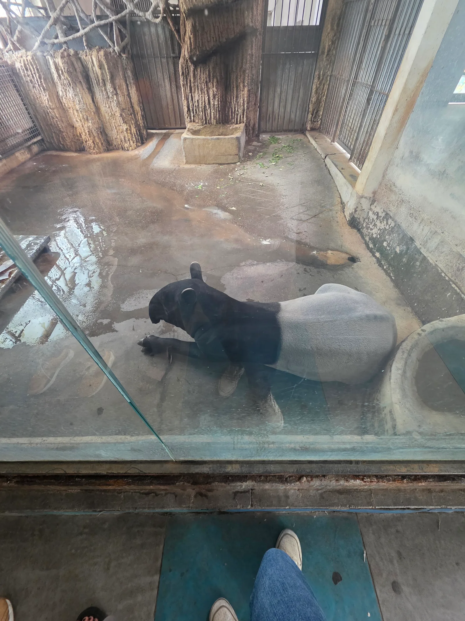 Details at Beijing Zoo Beijing — travel photo