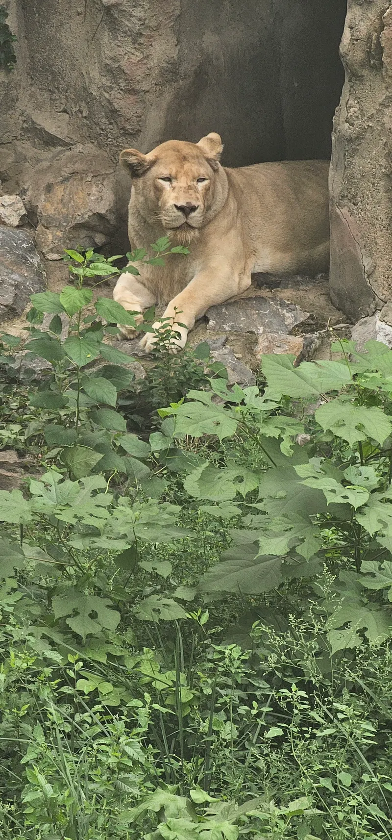 Beijing Zoo