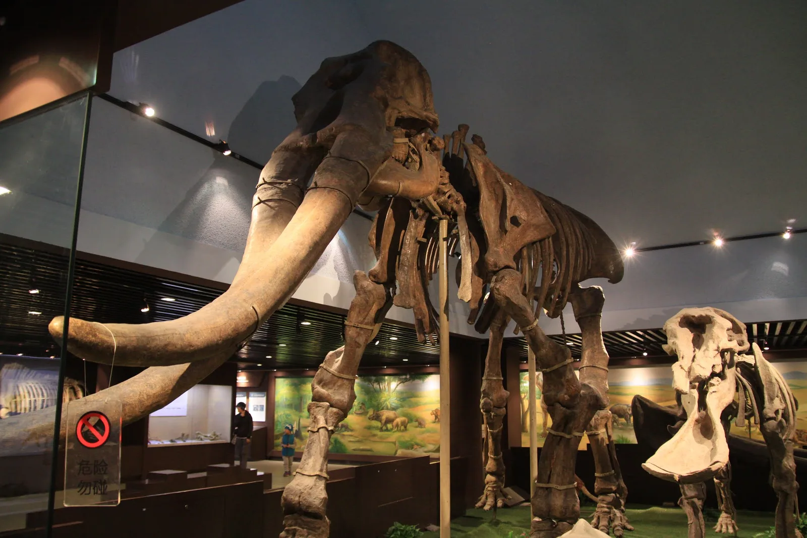 Interior at Paleozoological Museum of China Beijing — travel photo