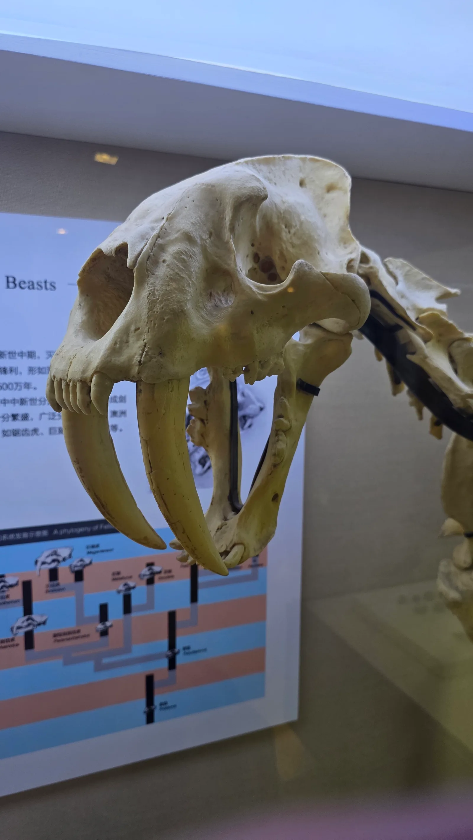 Atmosphere at Paleozoological Museum of China Beijing — travel photo