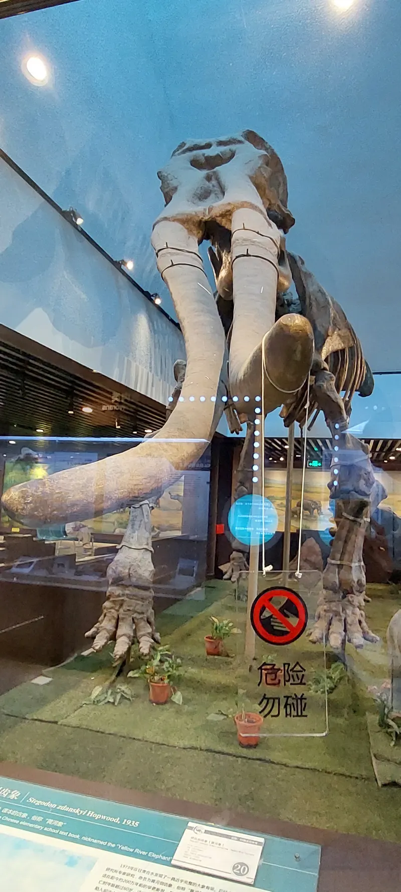 Paleozoological Museum of China