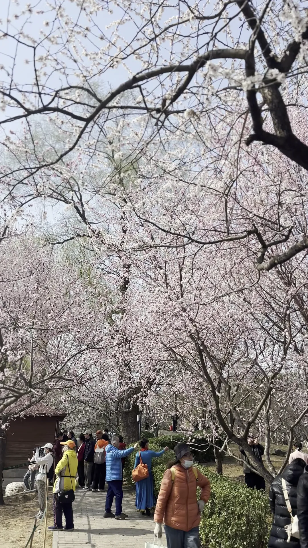 Details at 玉渊潭公园 Beijing — travel photo