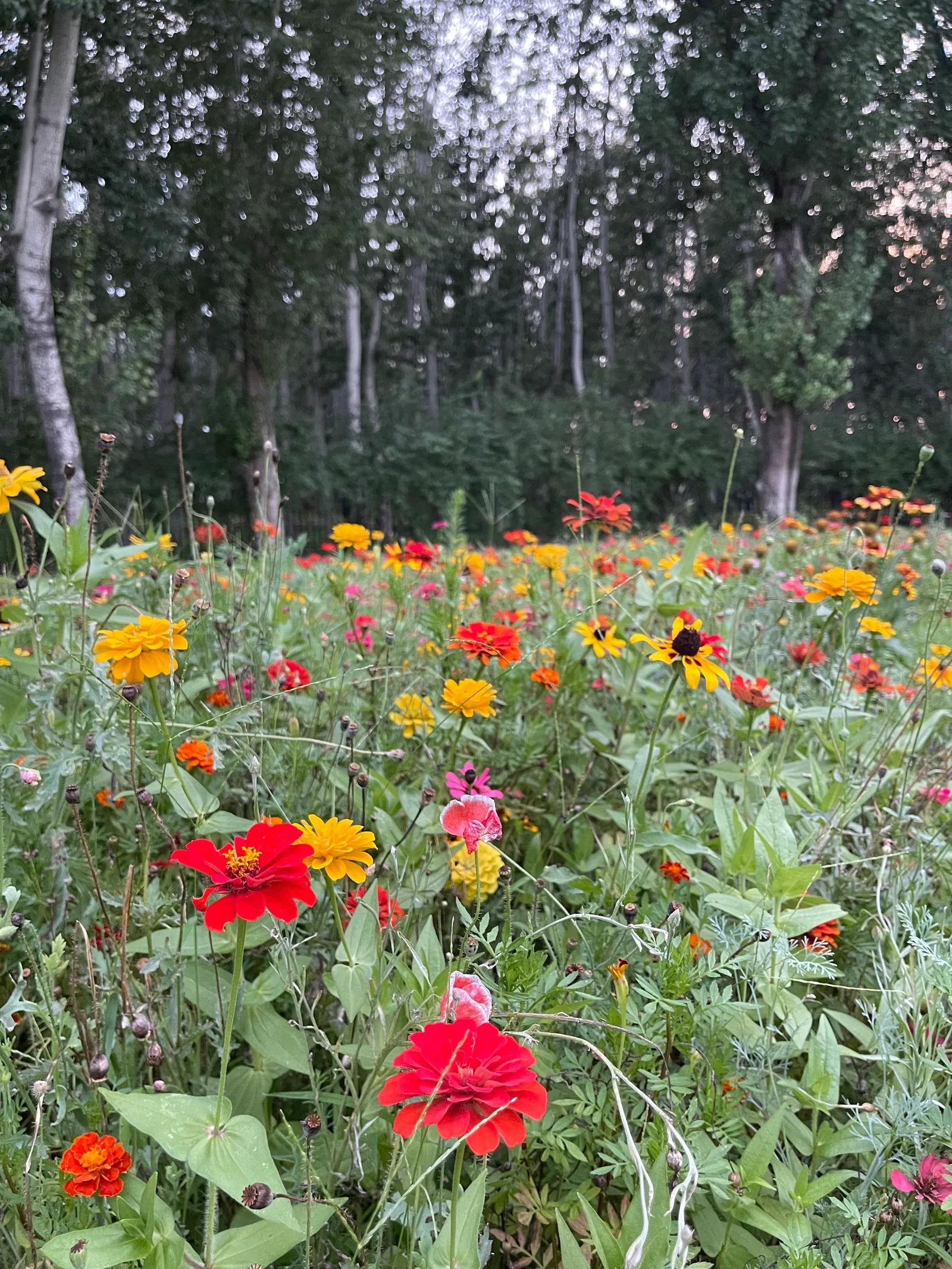 Atmosphere at Side Park （East Gate） Beijing — travel photo