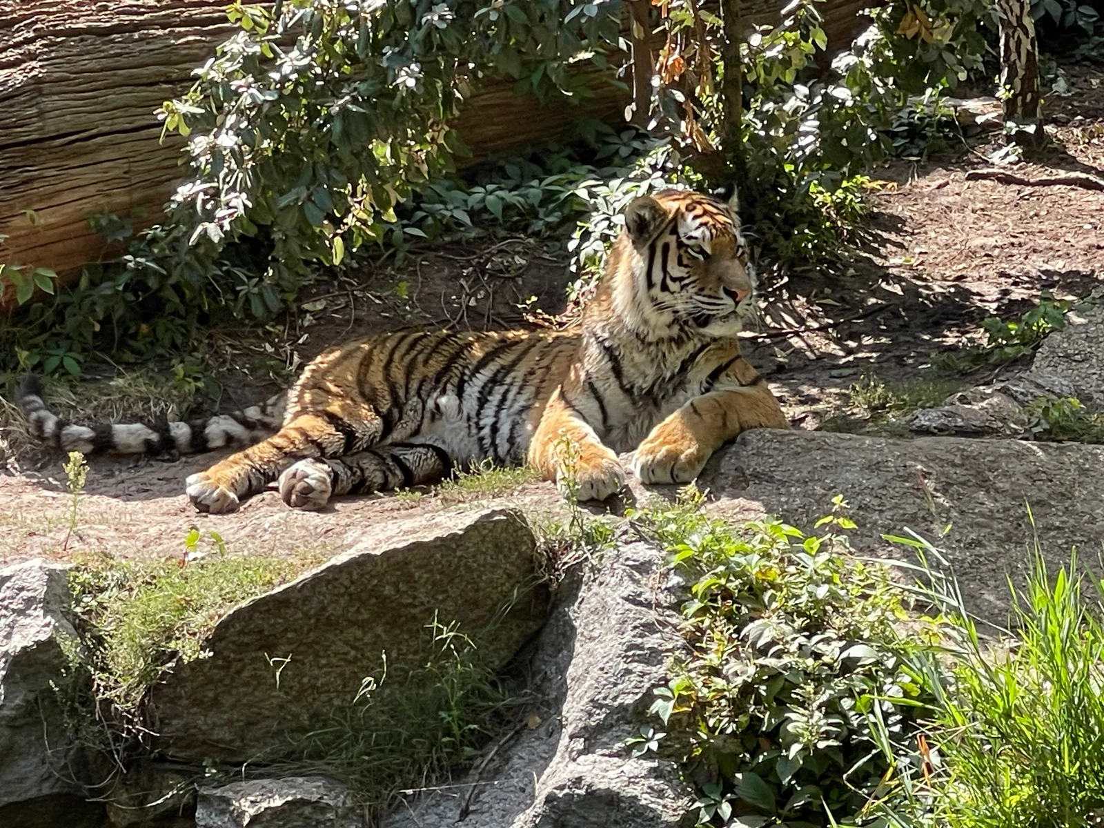 Main view at Elefantentor (Zoo Berlin) Berlin — travel photo