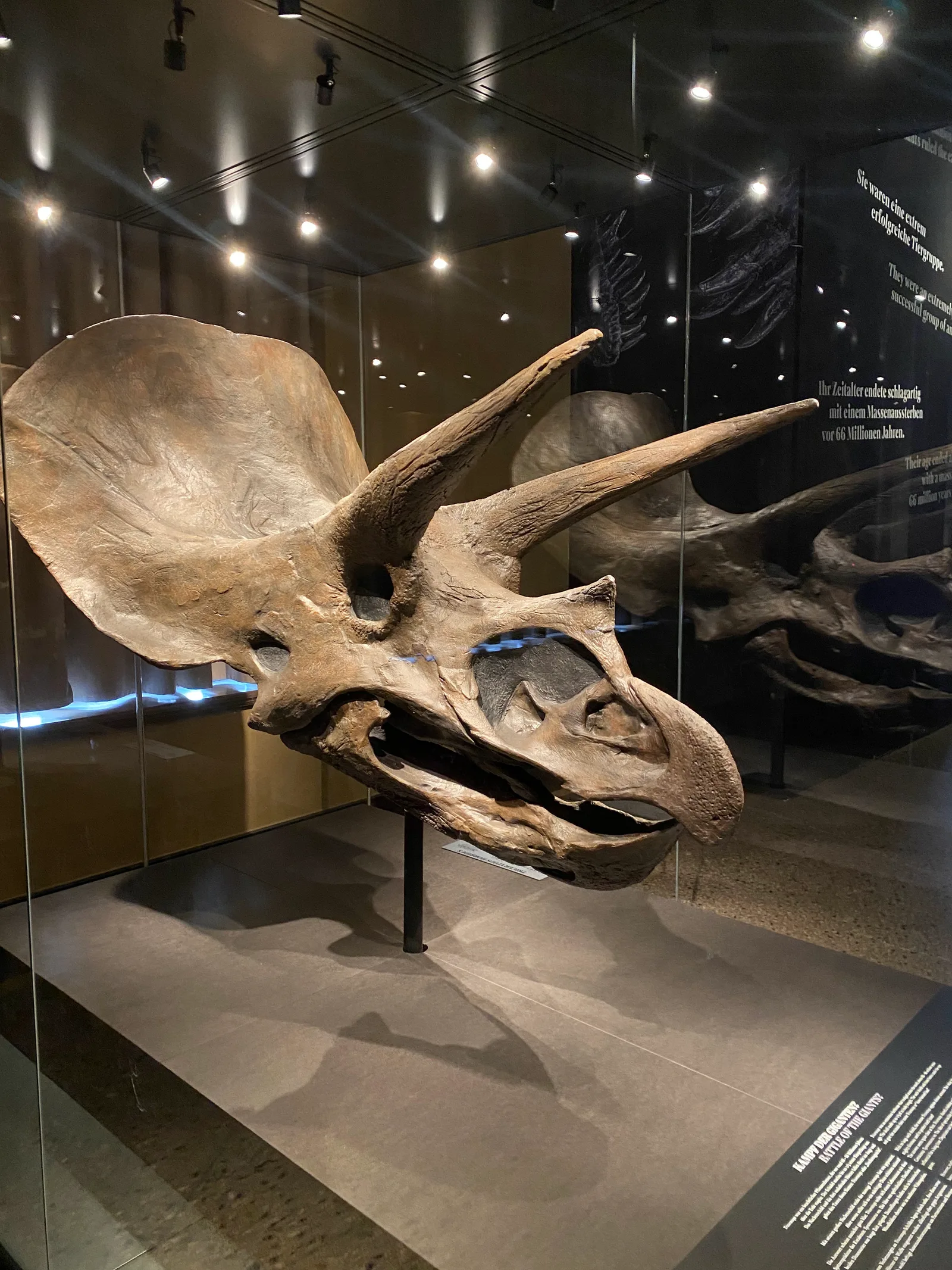 Atmosphere at Museum für Naturkunde Berlin Berlin — travel photo