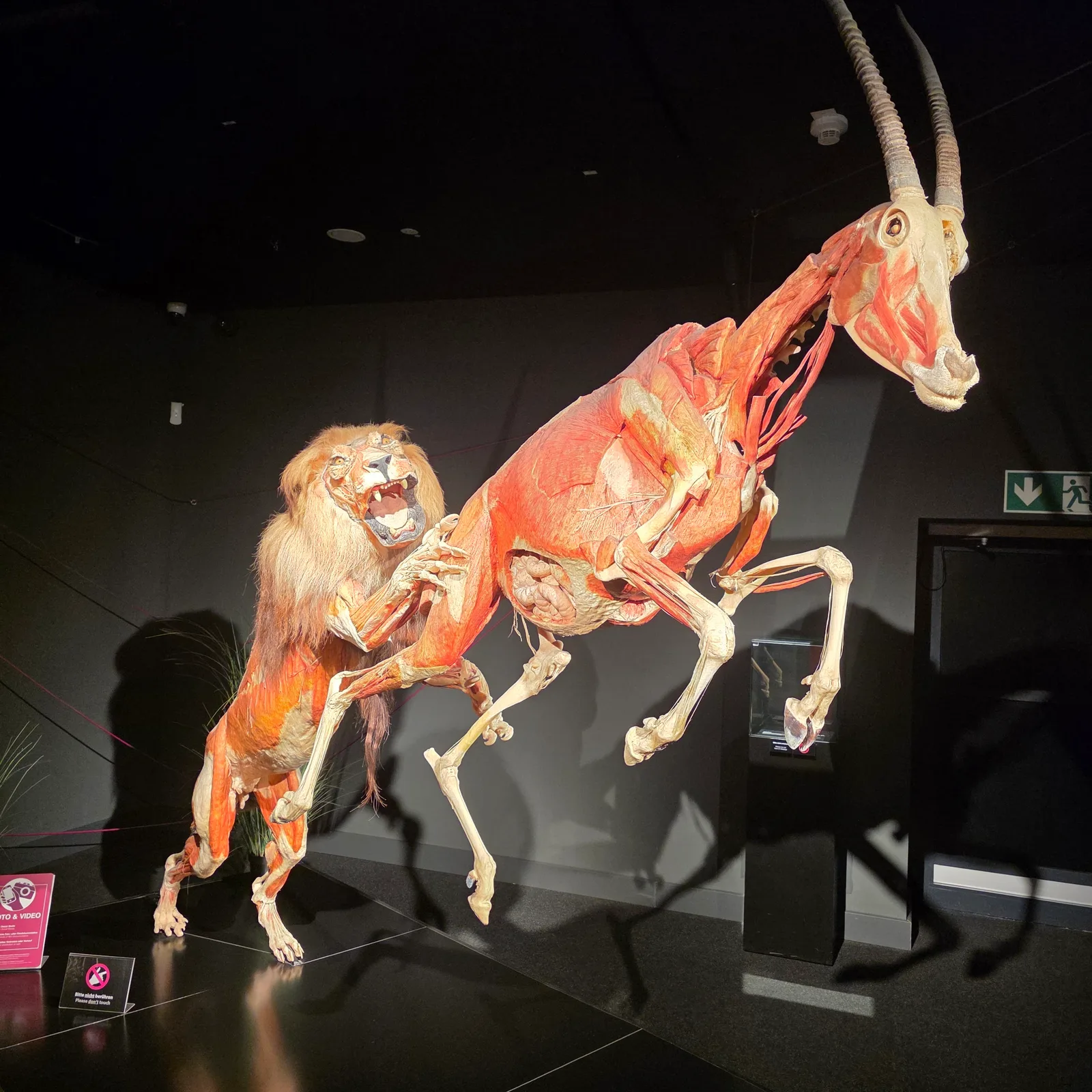 Main view at People Museum - The first museum of BODY WORLDS Berlin — travel photo