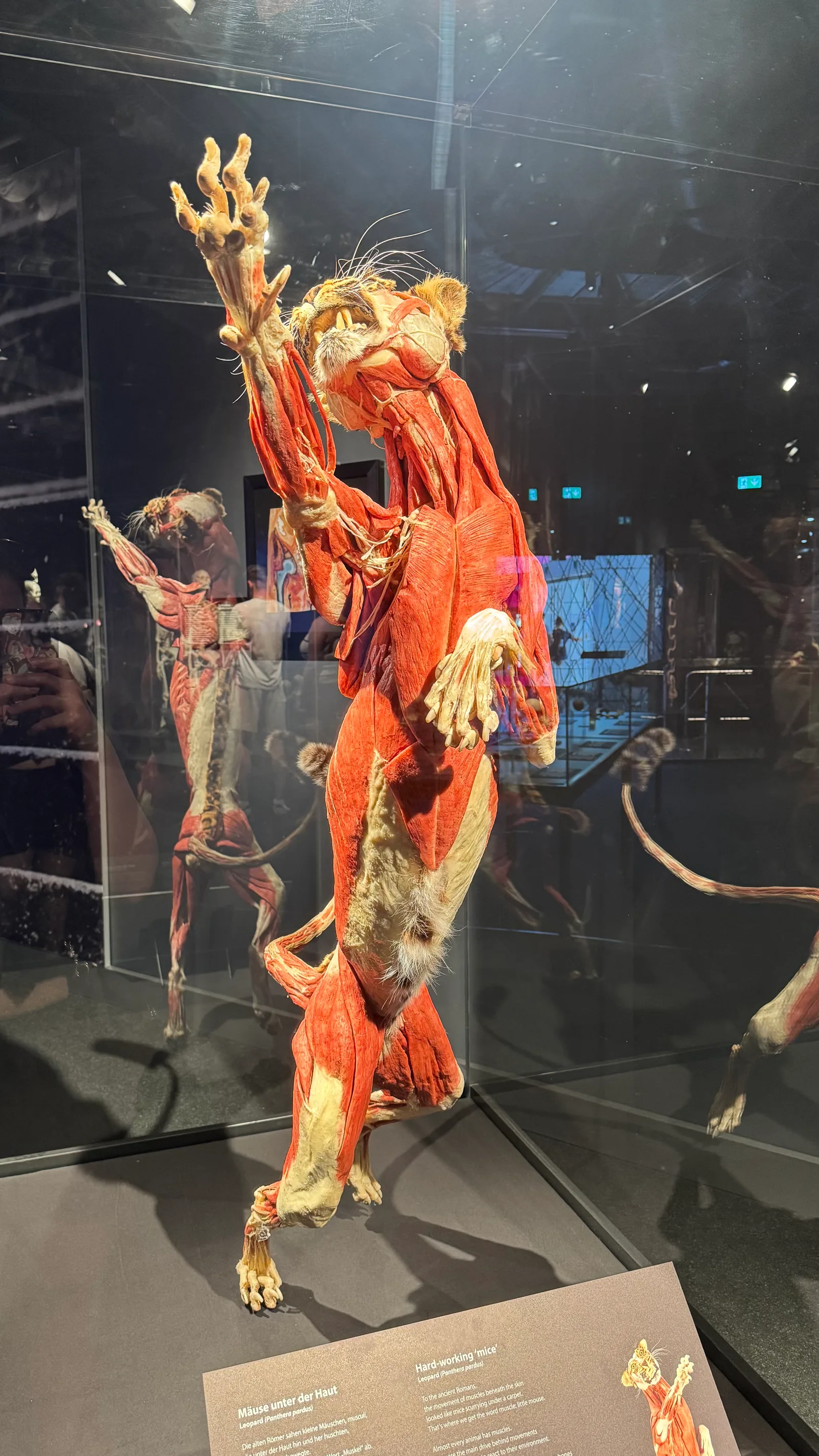 Atmosphere at People Museum - The first museum of BODY WORLDS Berlin — travel photo