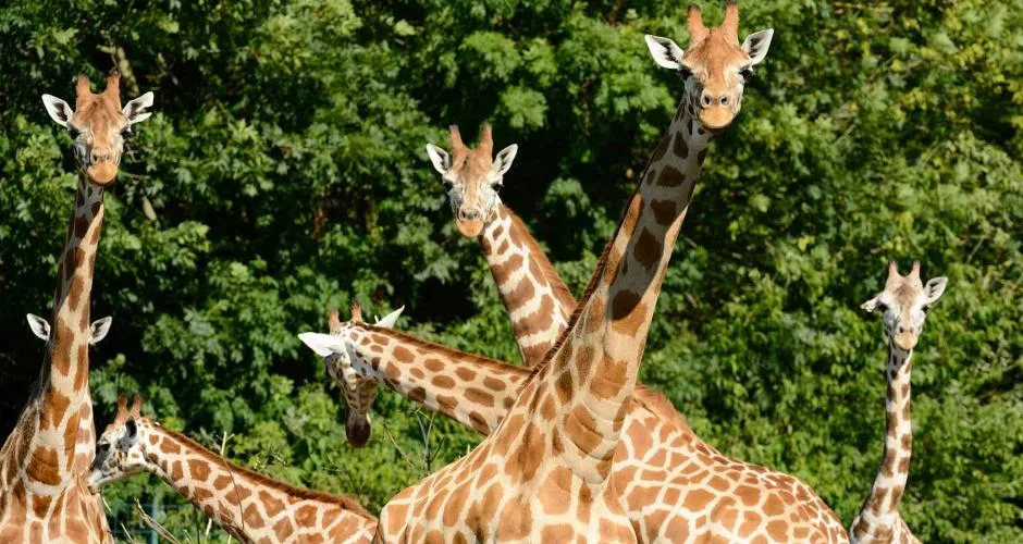 Details at Tierpark Berlin Berlin — travel photo