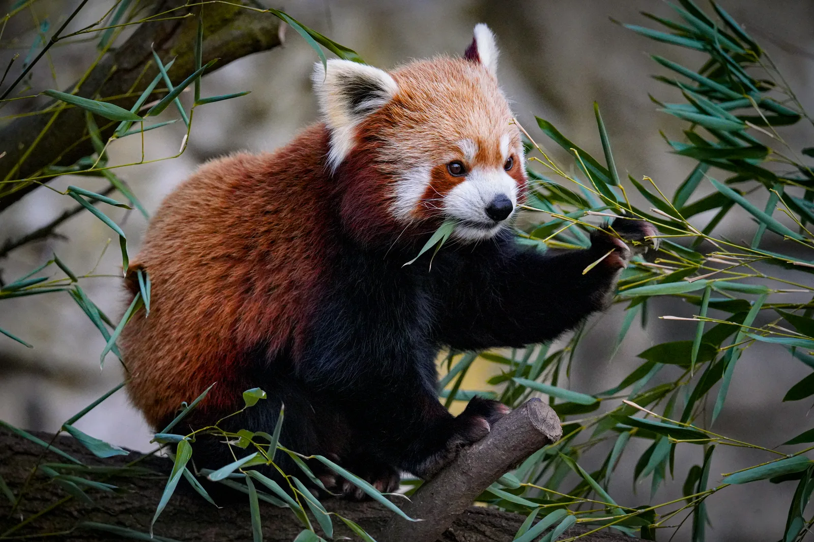 Atmosphere at Tierpark Berlin Berlin — travel photo