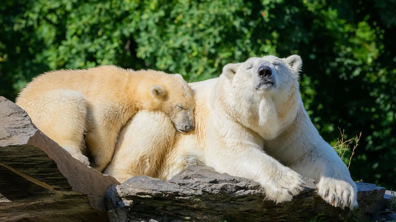 Tierpark Berlin — family guide Berlin