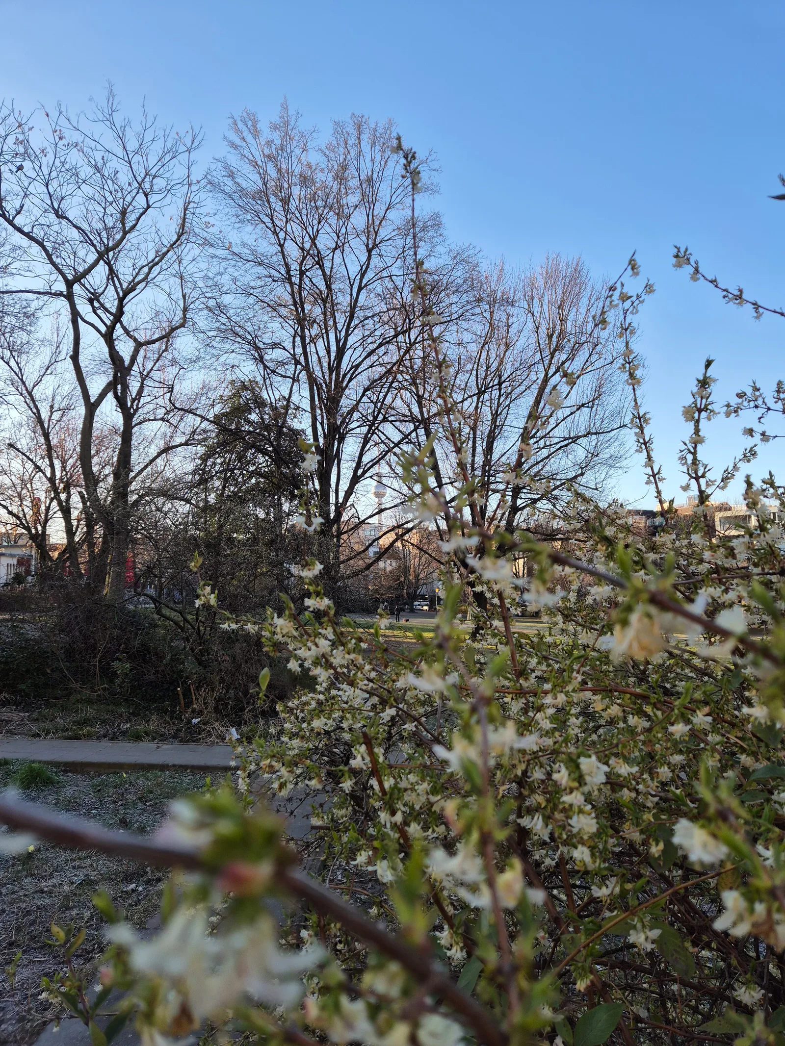 Atmosphere at Volkspark am Weinberg Berlin — travel photo