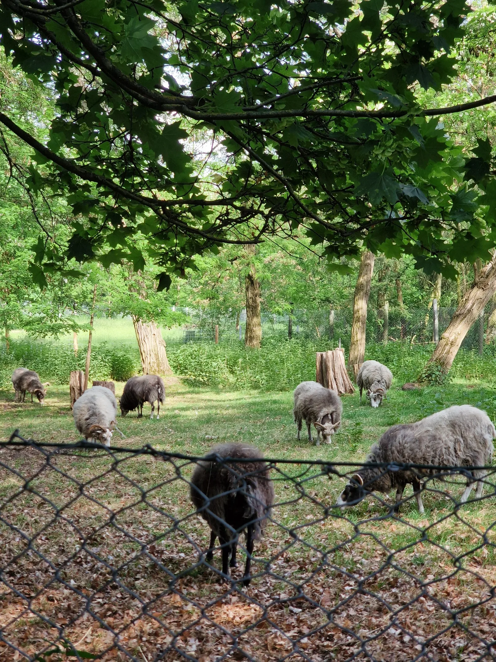 Atmosphere at Volkspark Rehberge Berlin — travel photo