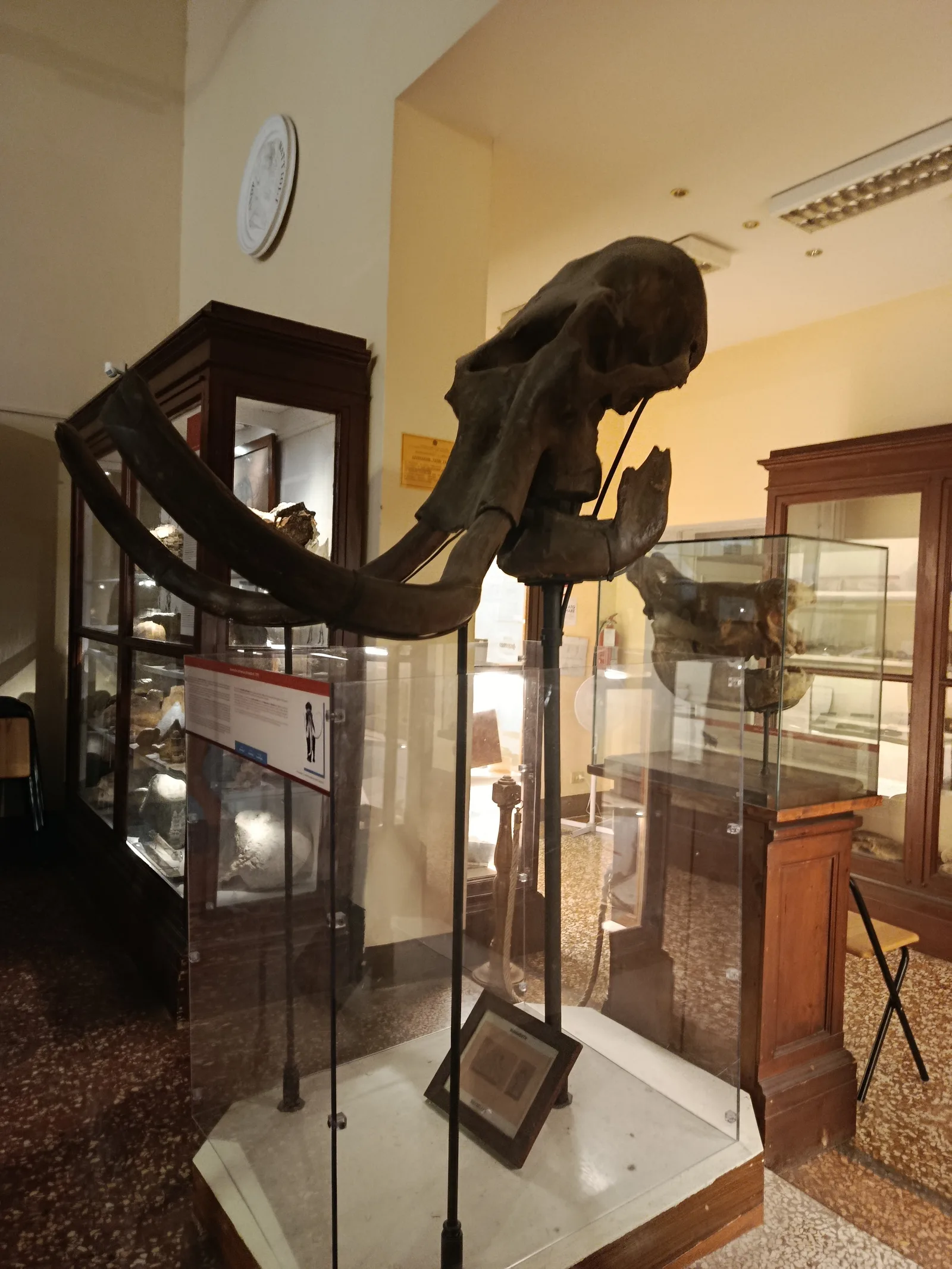 Main view at Collezione di Geologia "Museo Giovanni Capellini" Bologna — travel photo